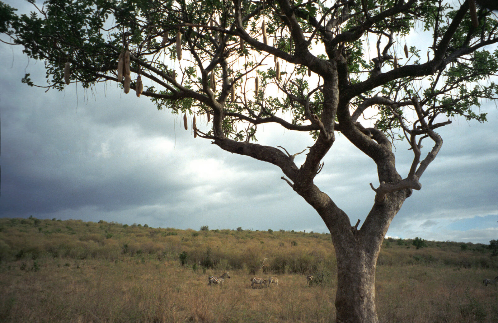 Колбасное дерево в Африке