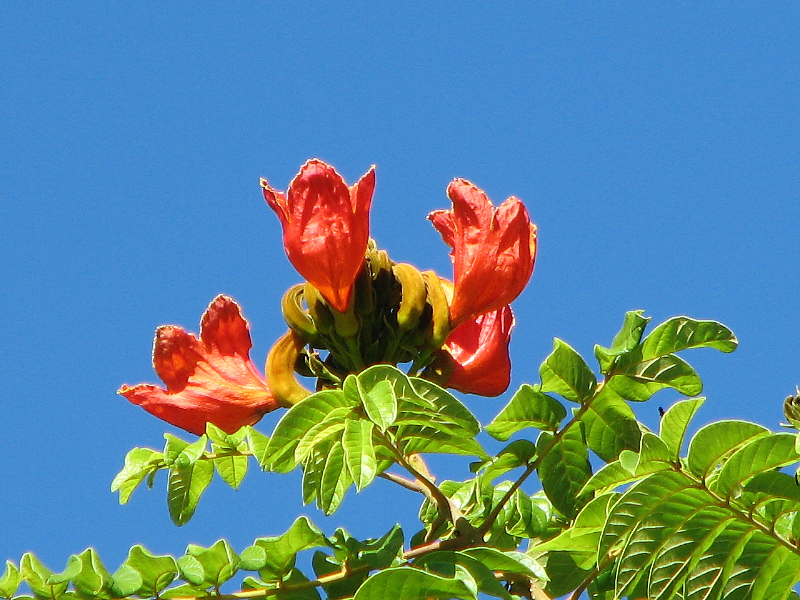 Спатодея африканское Тюльпанное дерево