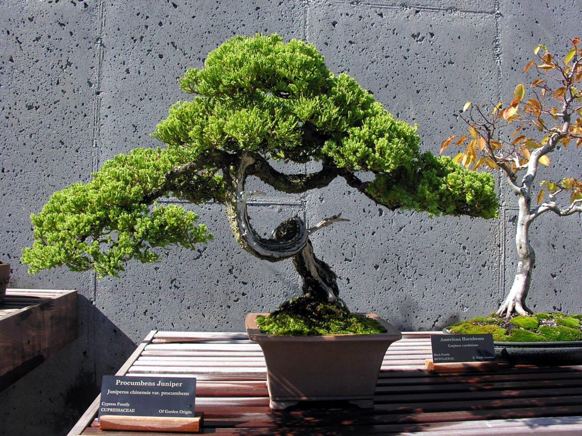 дерево бонсай фото