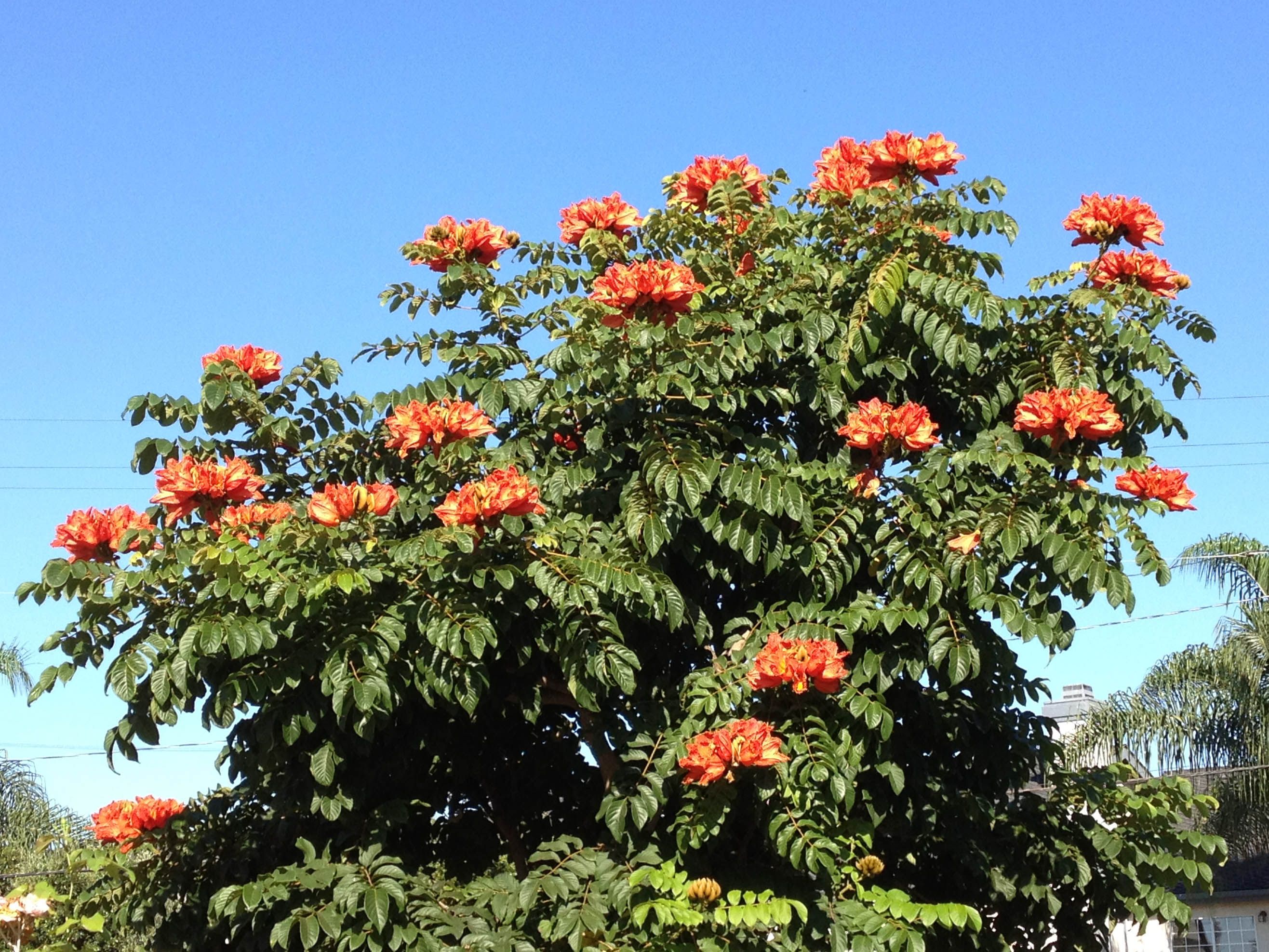 Спатодея африканское Тюльпанное дерево в горшке