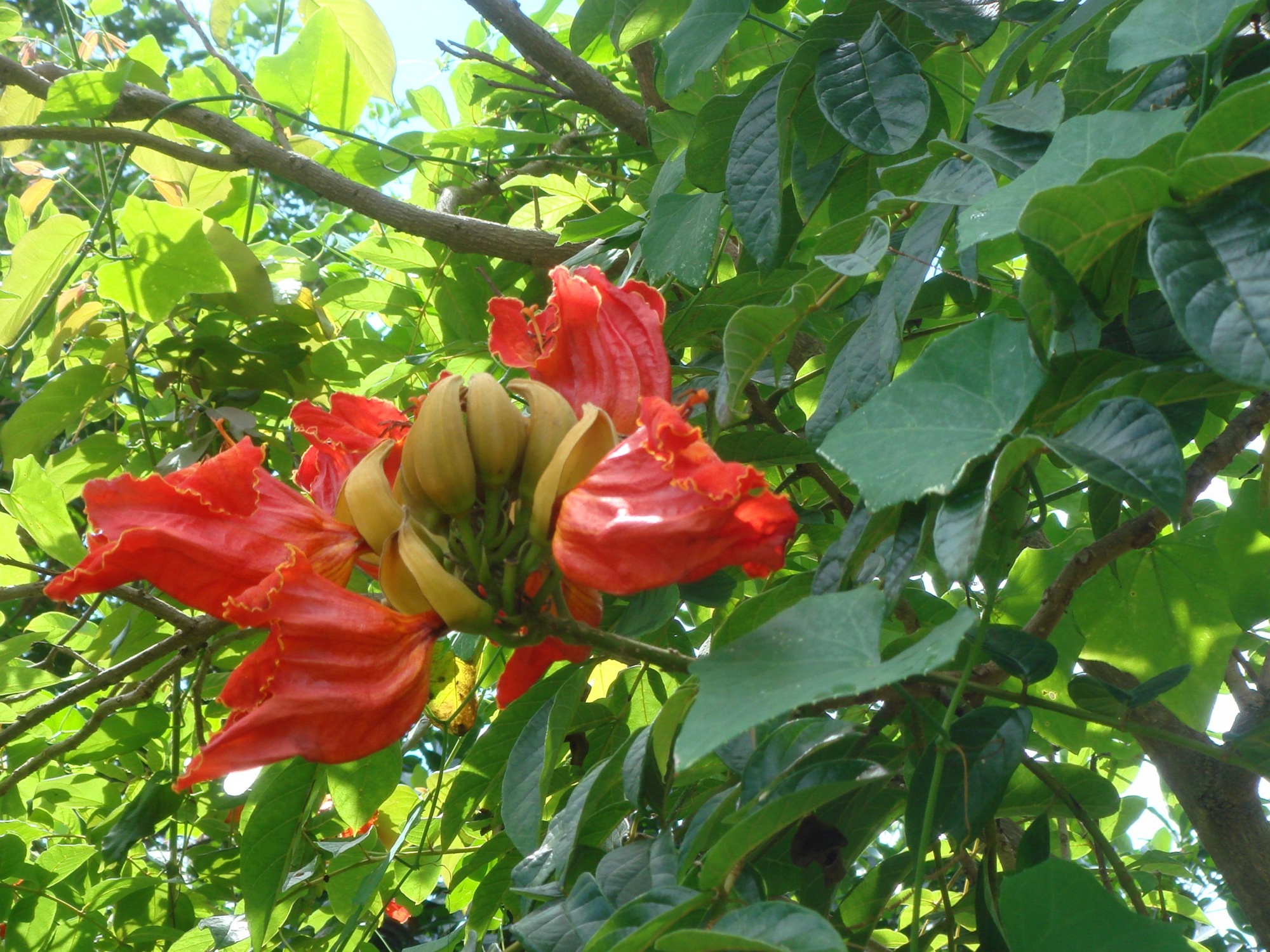 Спатодея африканское Тюльпанное дерево Гавриш