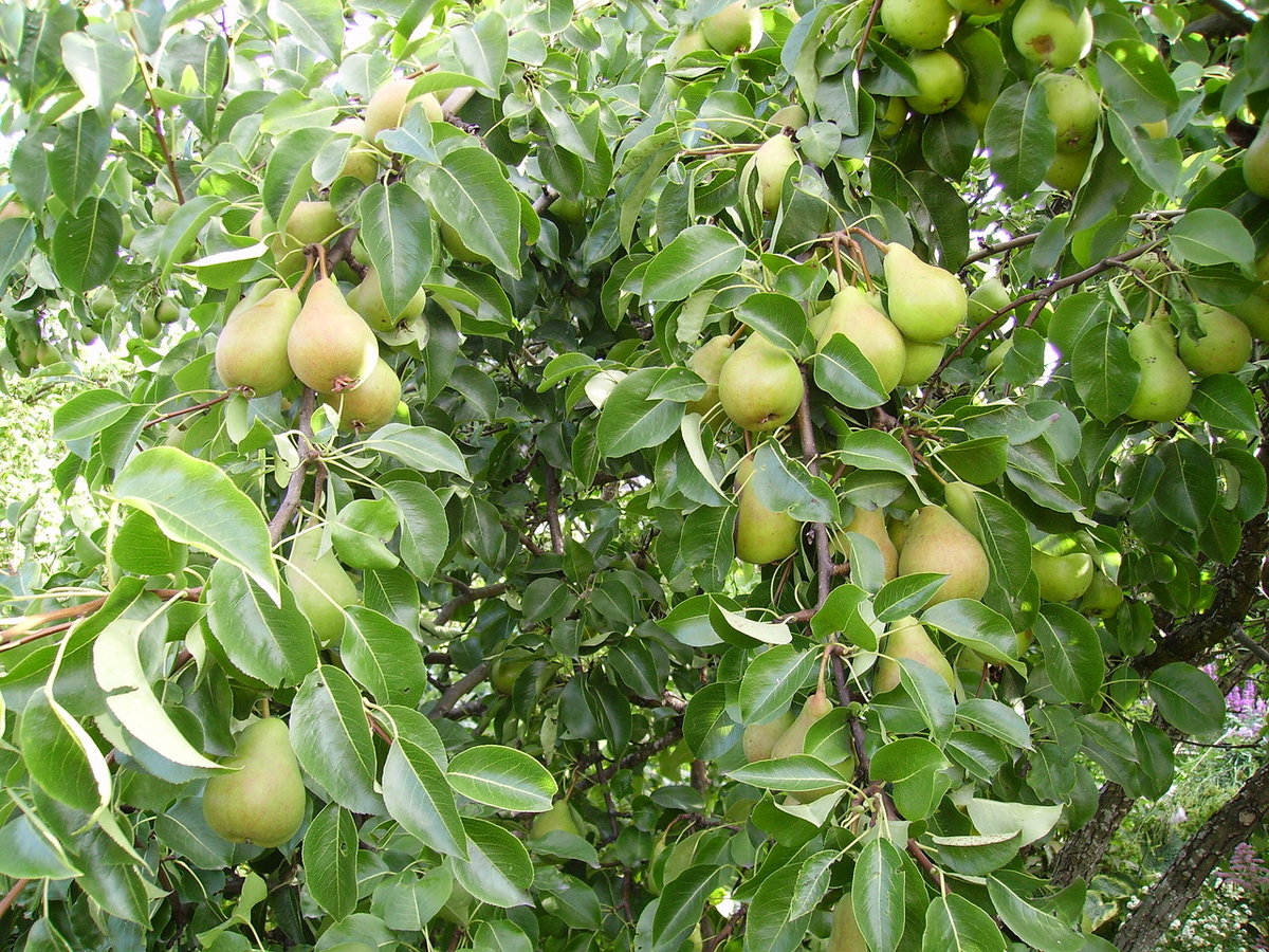 Asian pear tree in kentucky