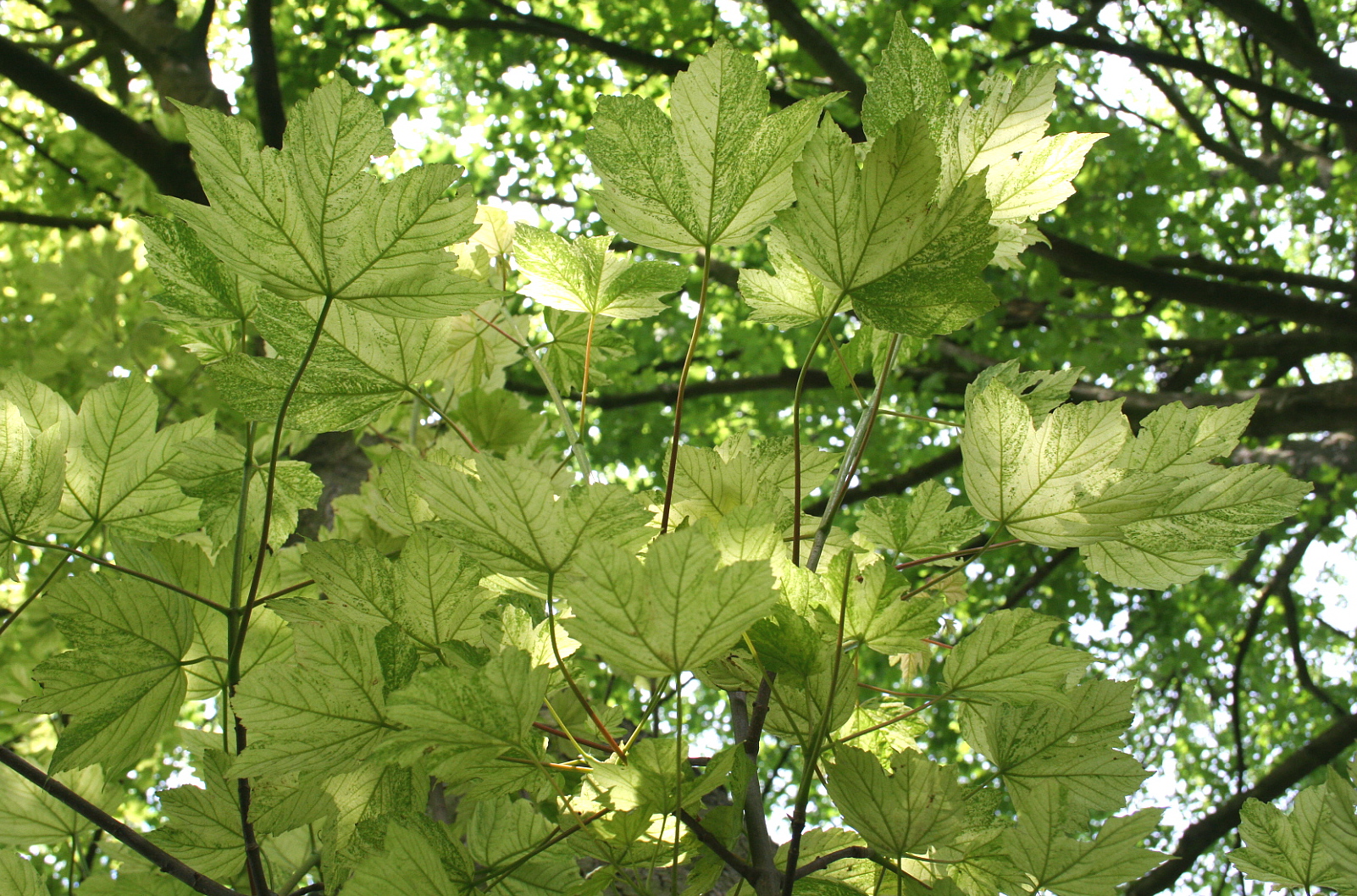 Клен Ложноплатановый (Acer pseudoplatanus)