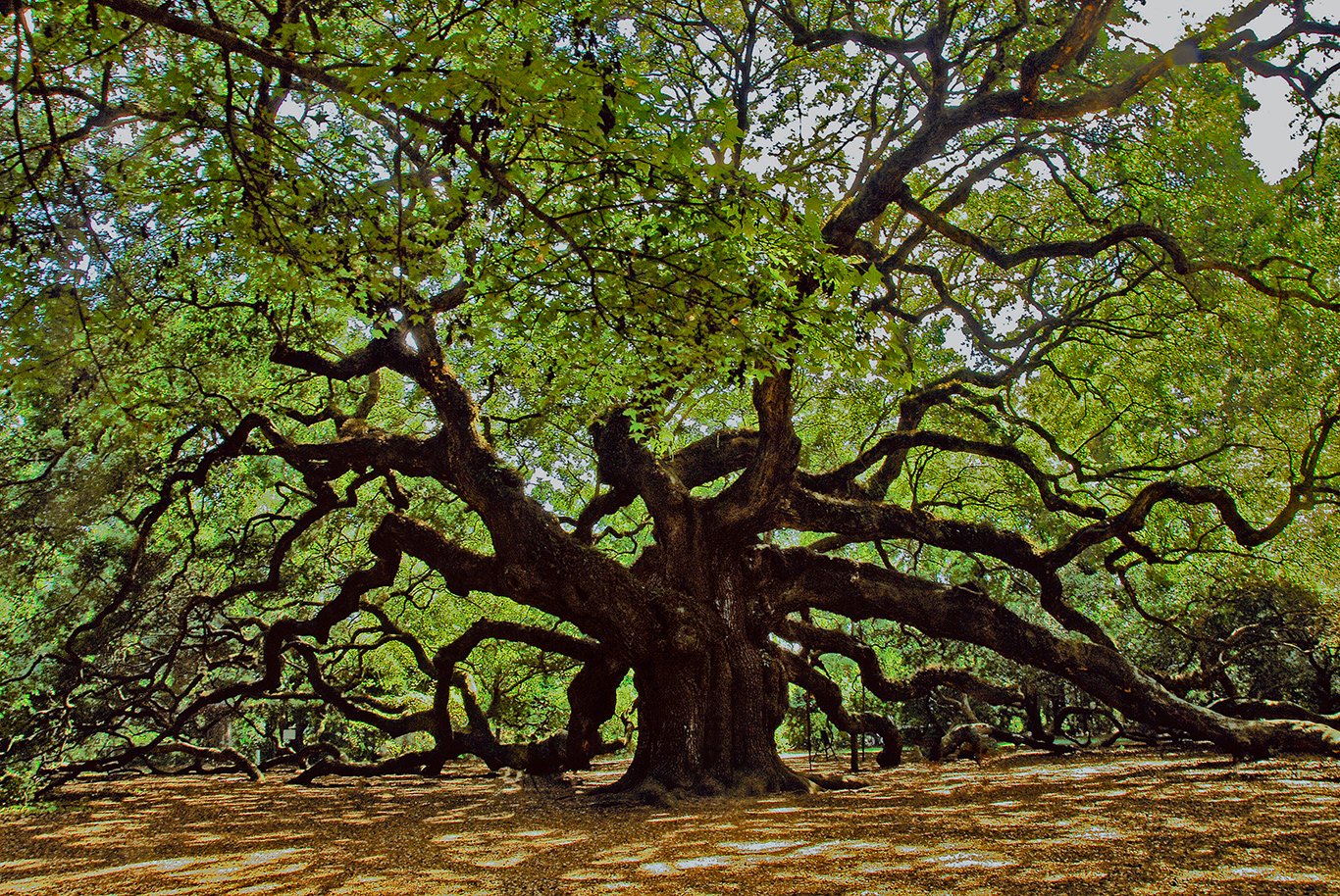 Дуб Чарльстонский дерево