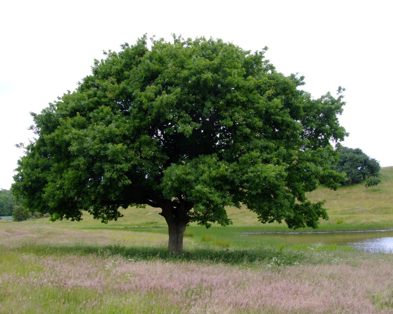 Дерево бурансвива
