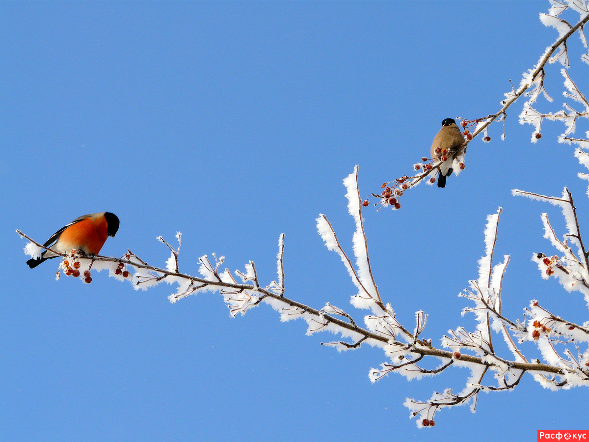 Птицы на дереве зимой