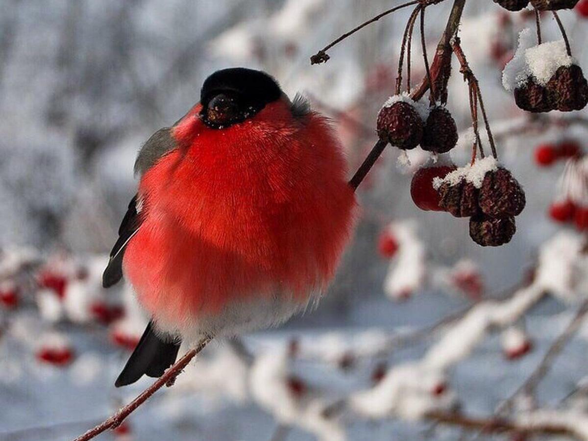Зимующие птицы Снегирь