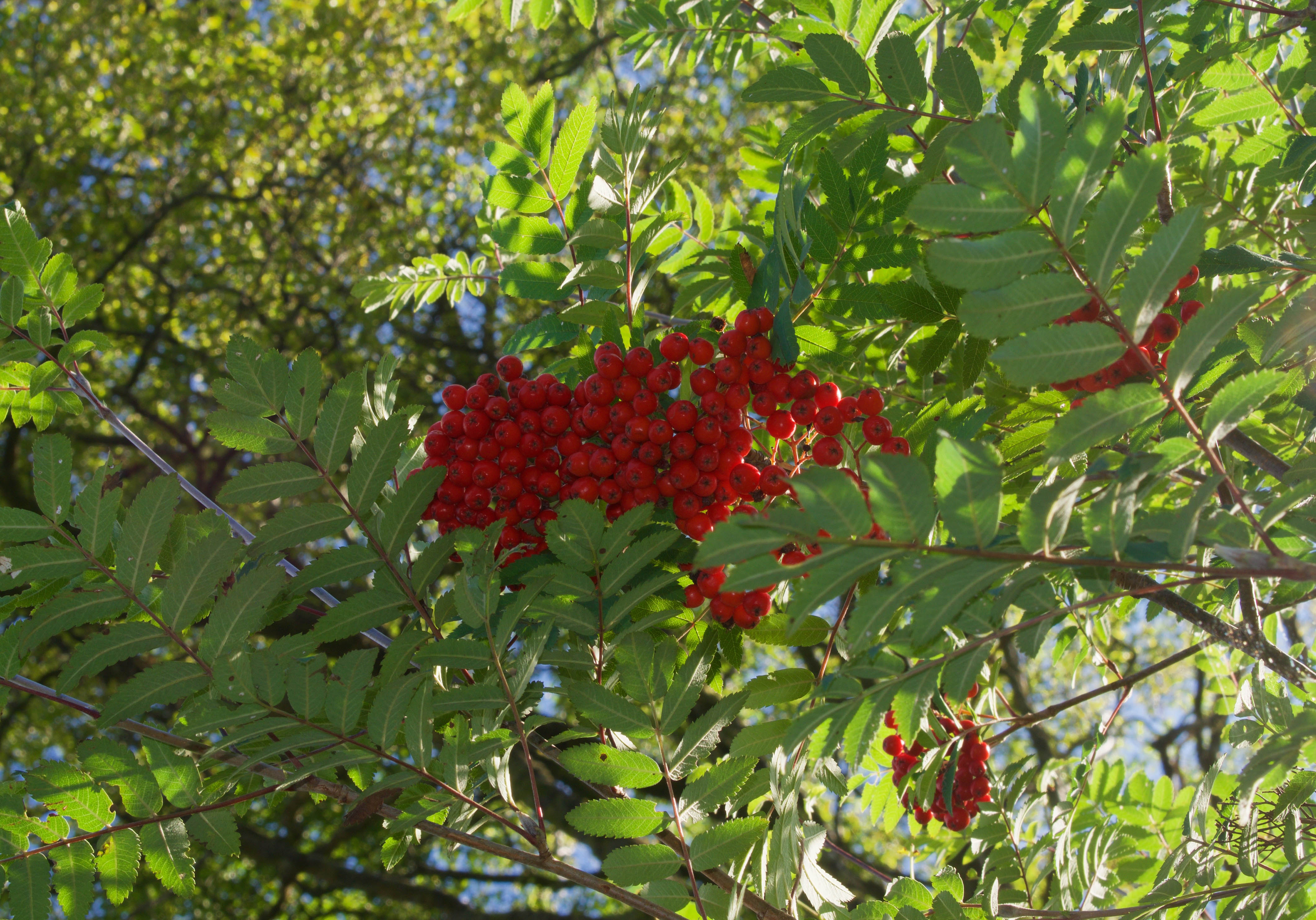 Рябина фрутесценс Sorbus frutescens