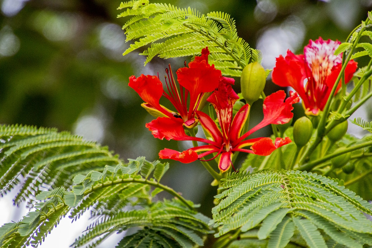 Красные Тропические Цветы