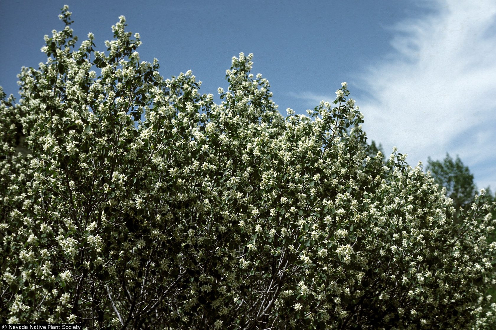 Ирга (Amelanchier)