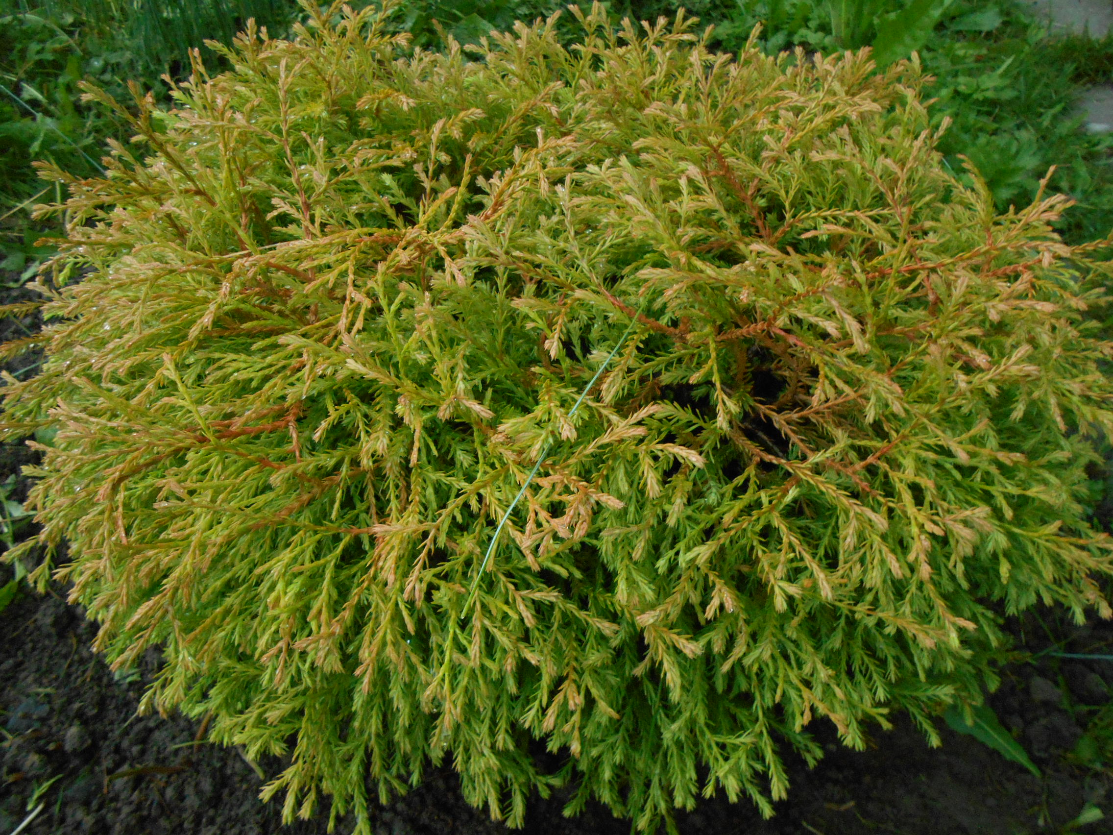 Туя Западная Thuja OCC. 'Golden Tuffet'