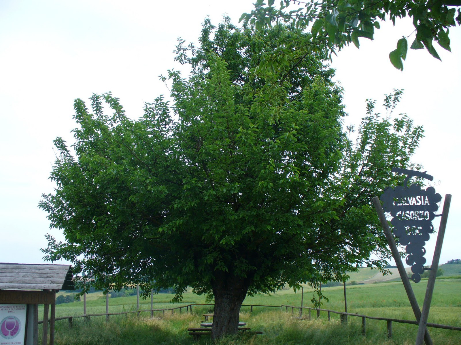 Тутовое дерево в Пьемонте