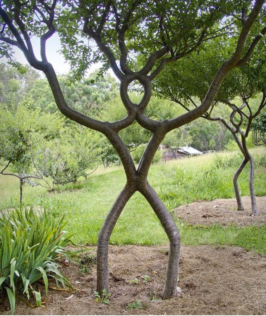 Арбоскульптура Ива