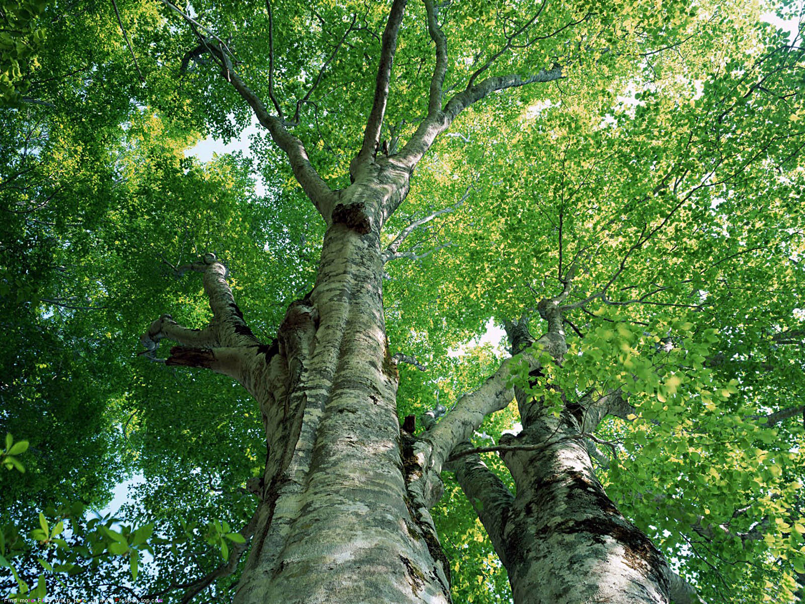 Осина Дерево Фото Картинки