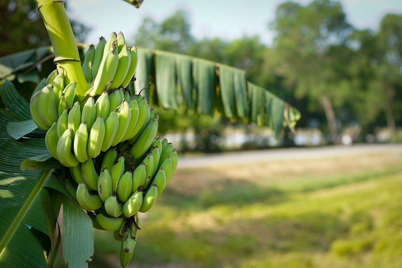 Банановое дерево в Южной Америке