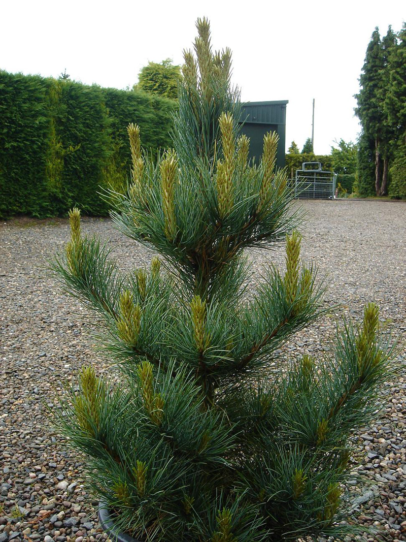 Pinus Cembra 'Fastigiata'