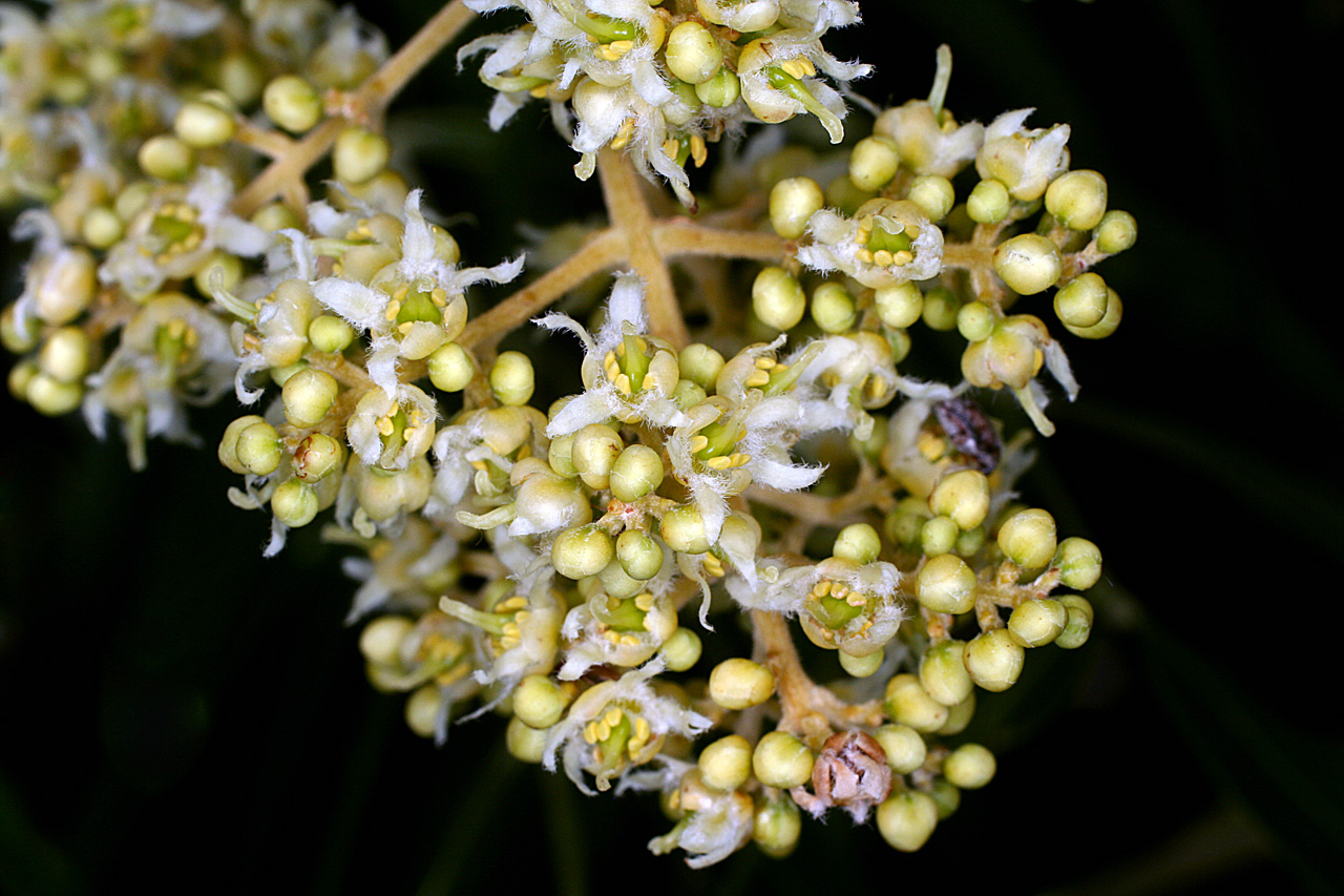 Sapindus drummondii сапиндус