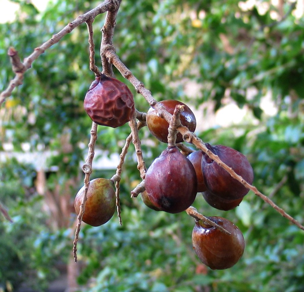 Sapindus Mukorossi Gaertn