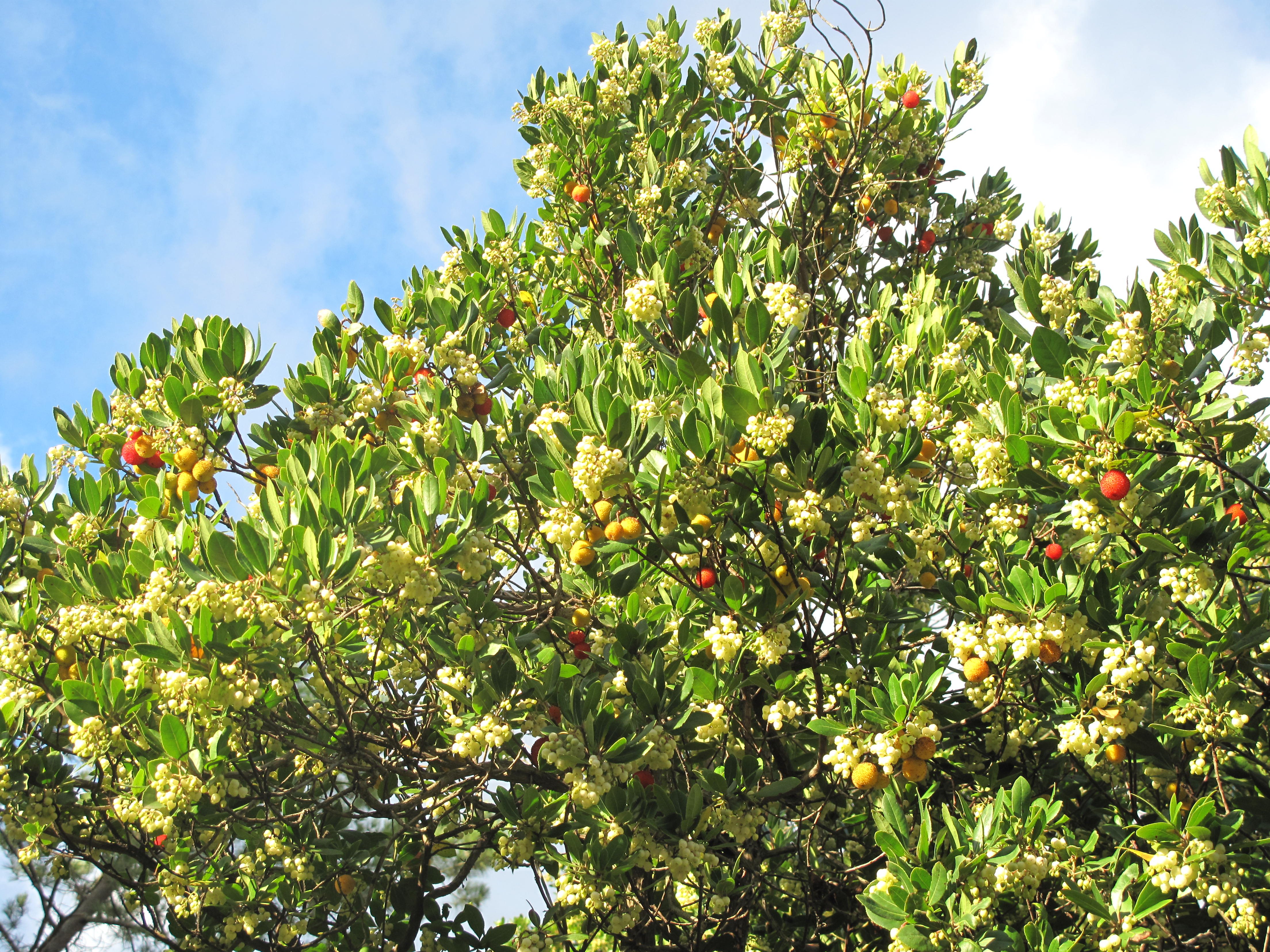 Arbutus unedo дерево