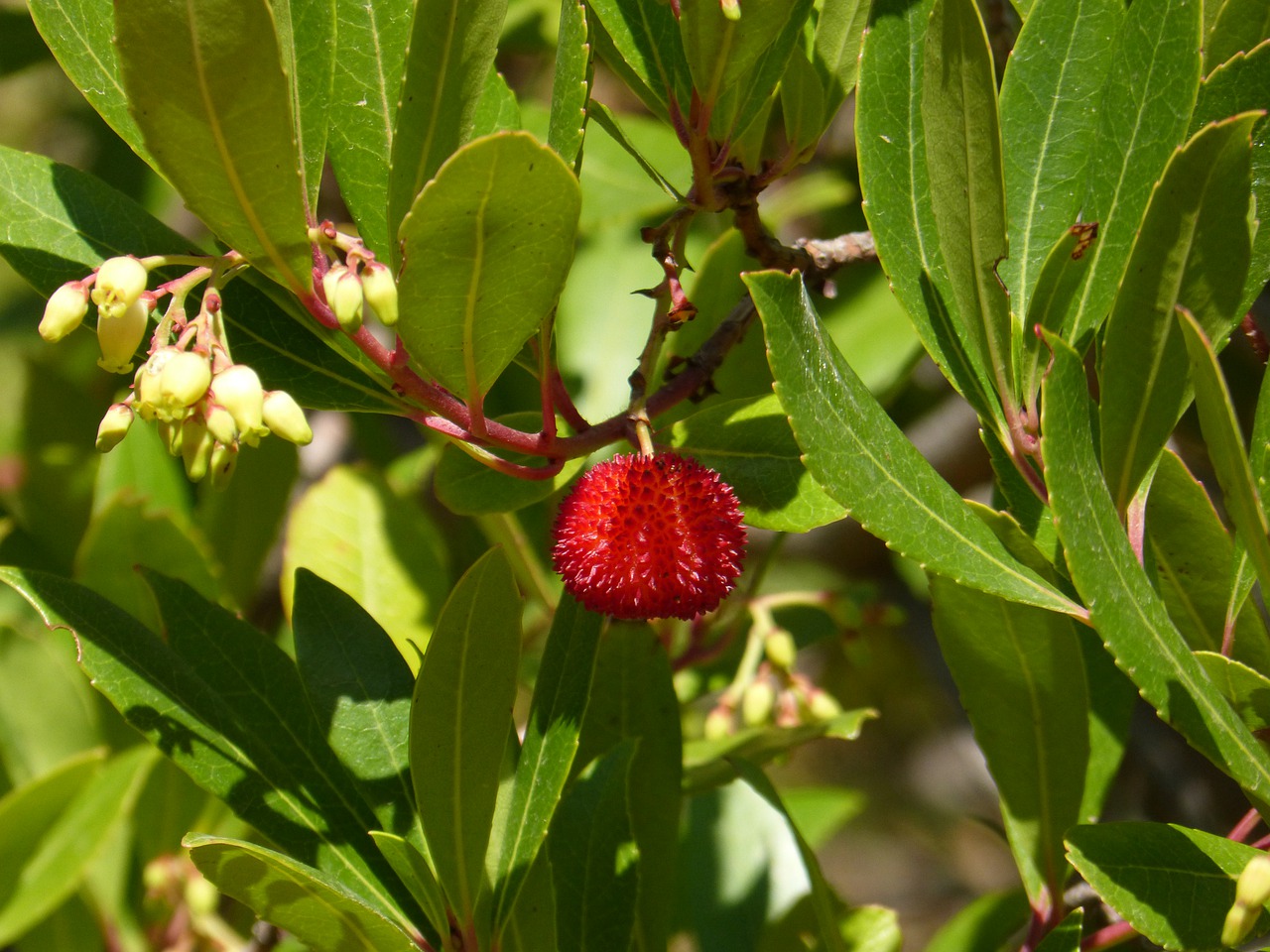 Арбутус Земляничное дерево плод съедобное