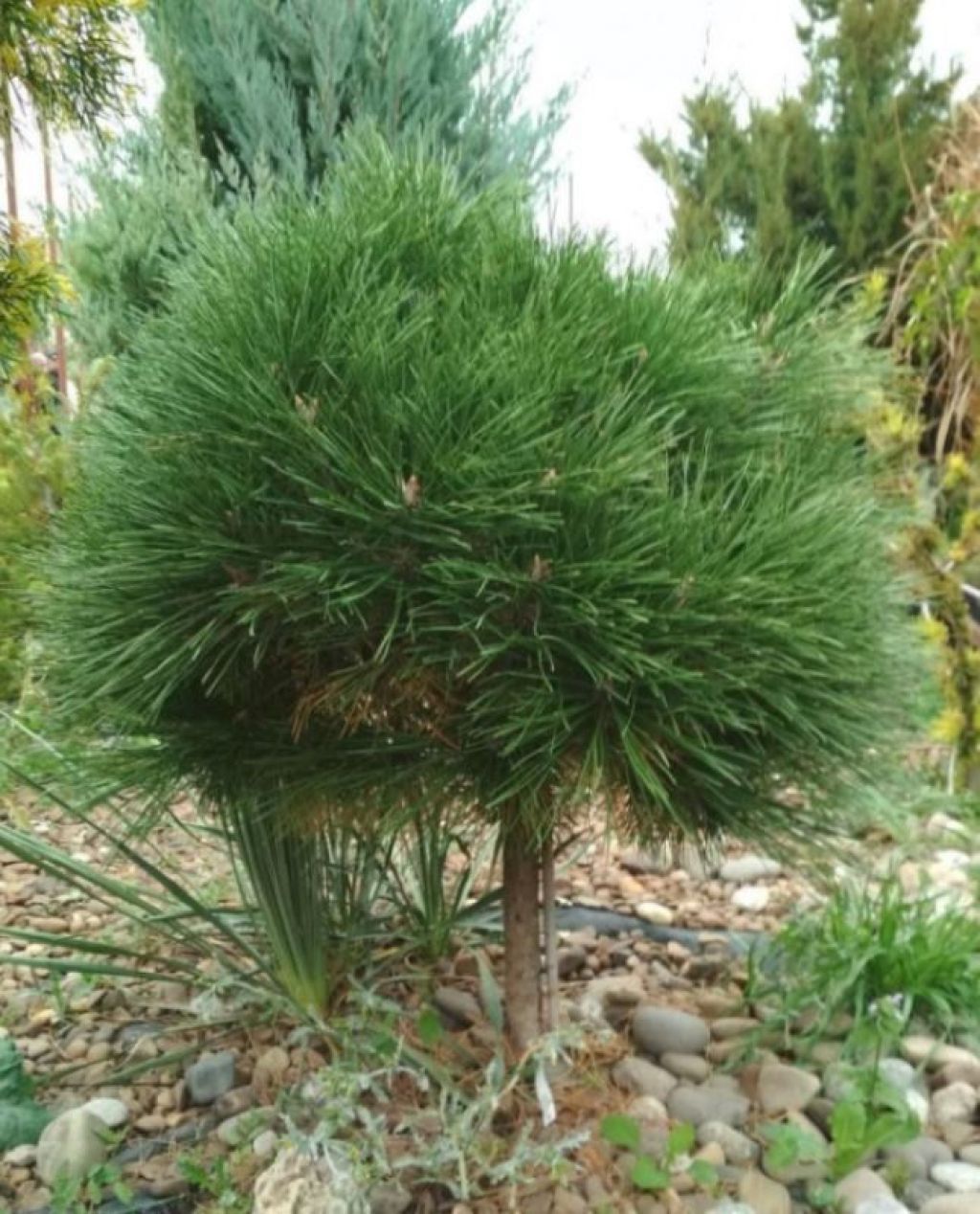 Pinus nigra 'Nana'