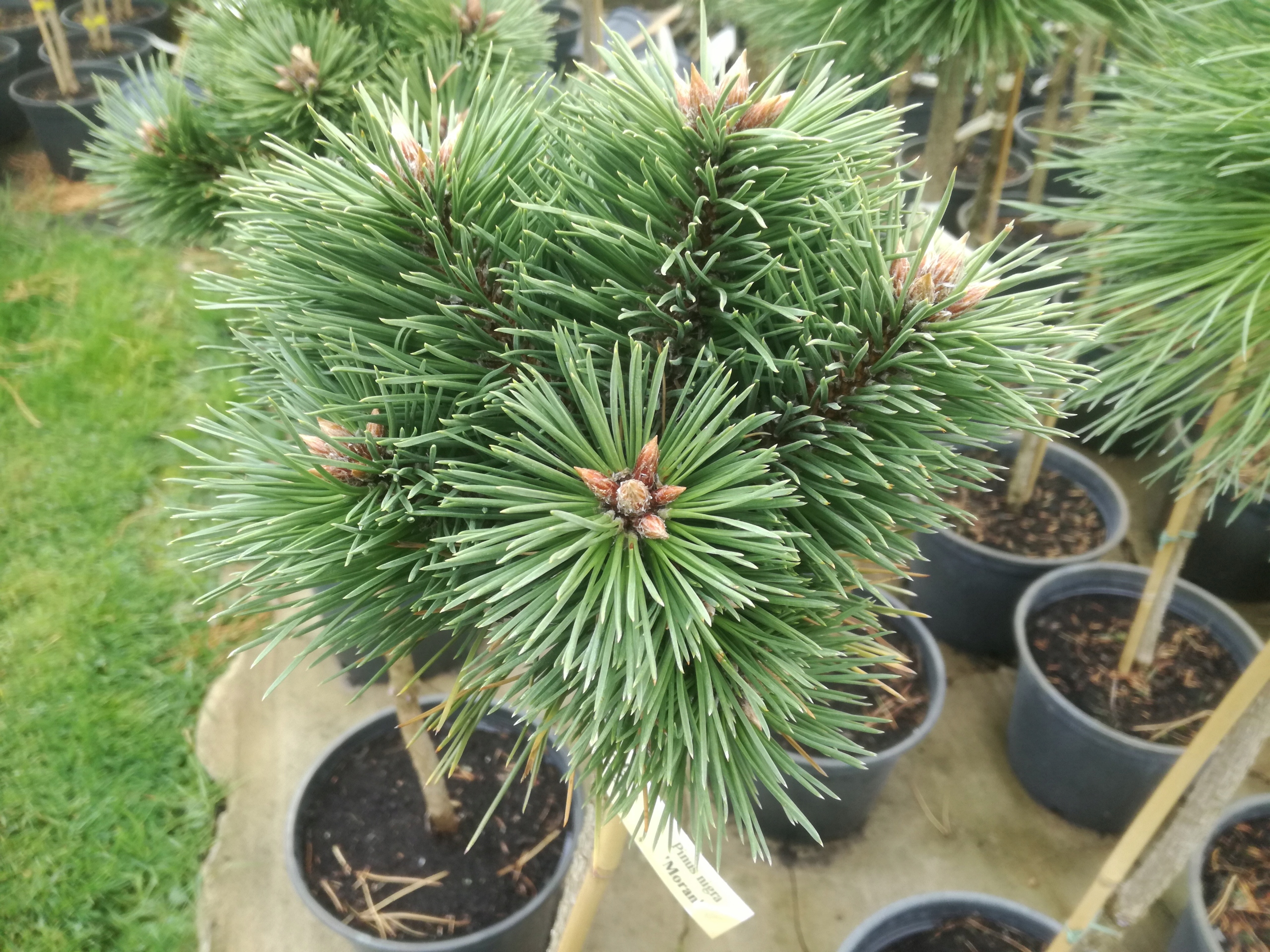 Сосна Pinus nigra