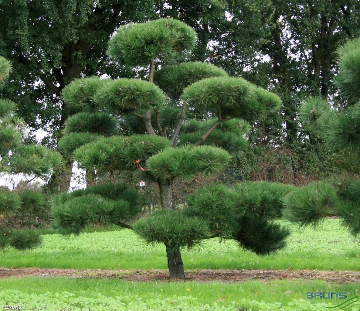 Сосна Pinus nigra