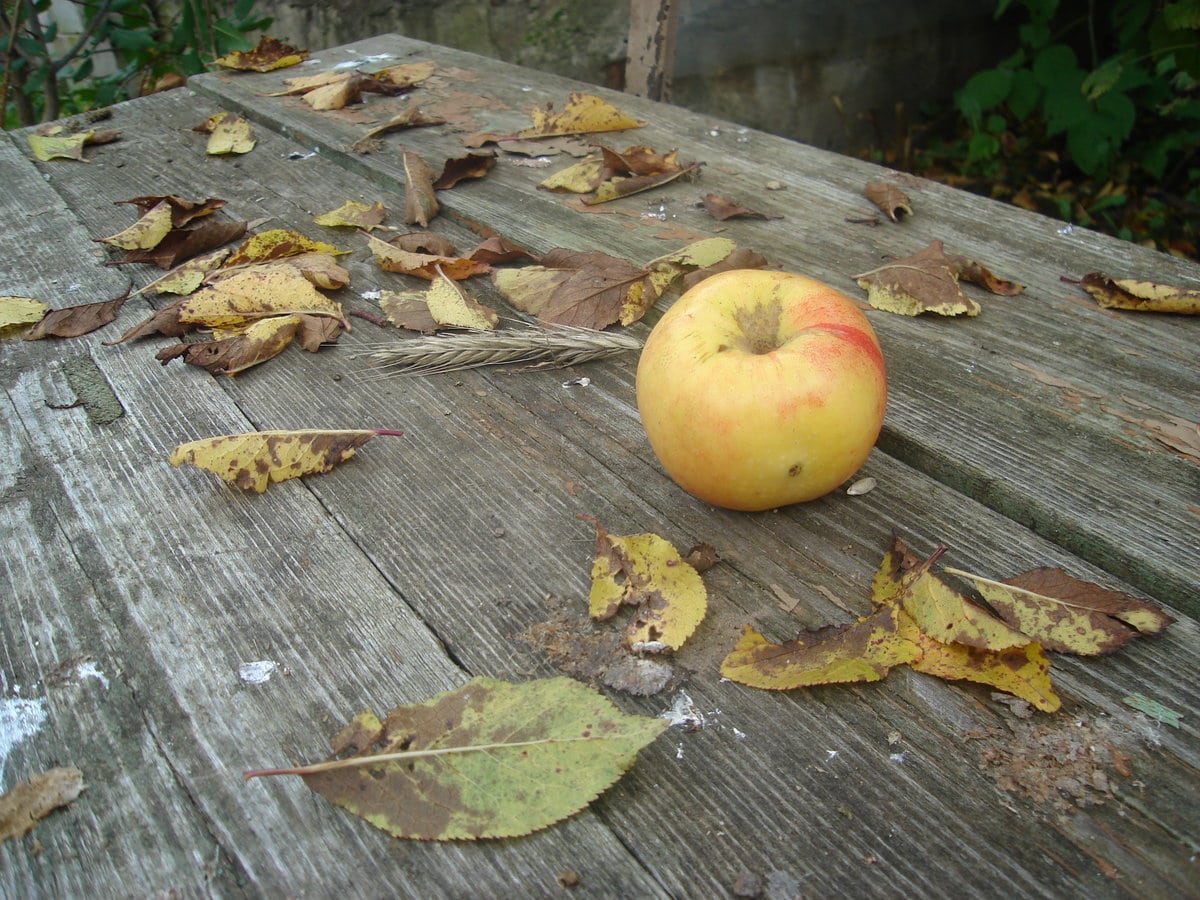 Яблоки осенью в саду