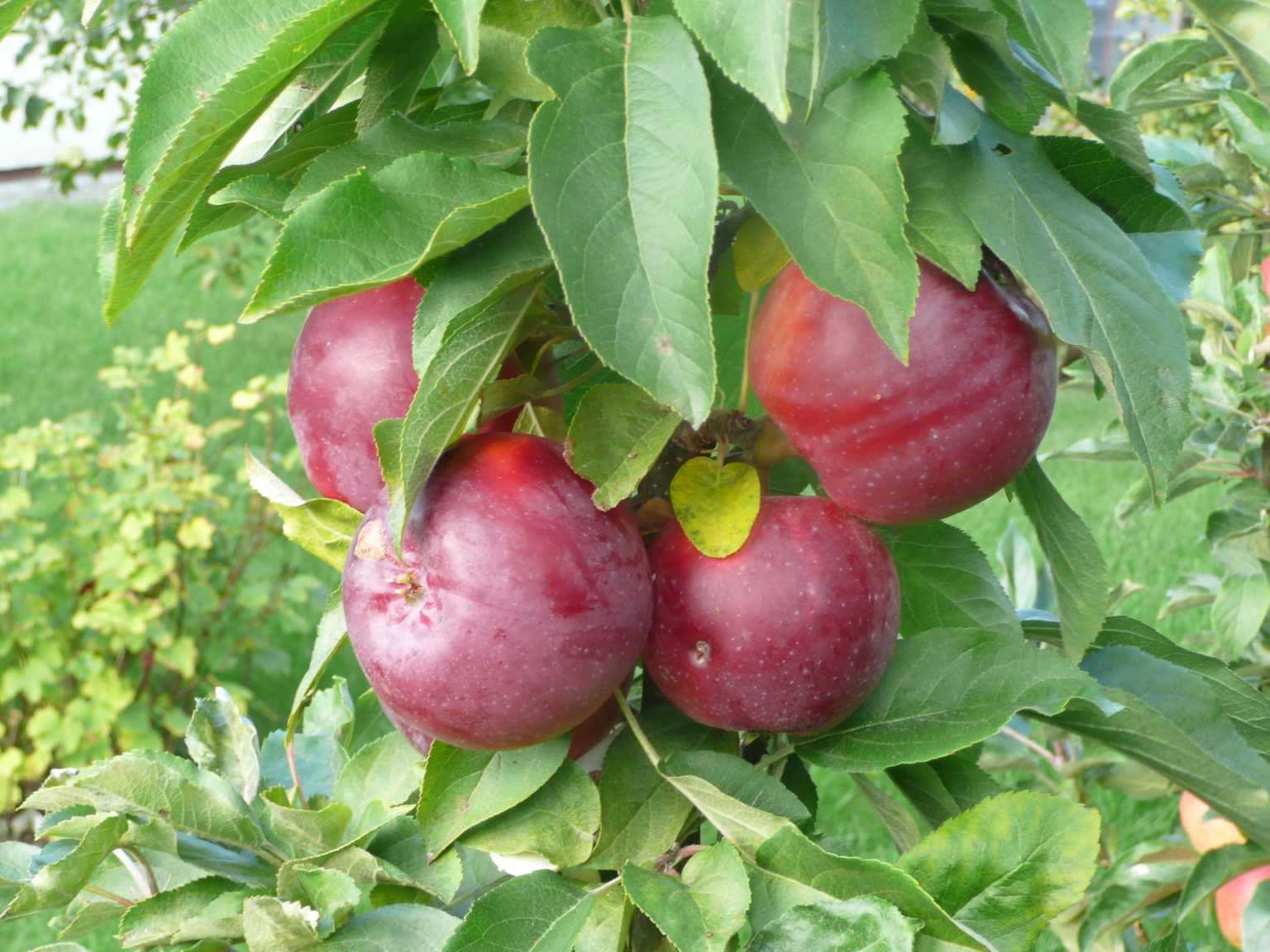 Колоновидная яблоня сорта Арбат