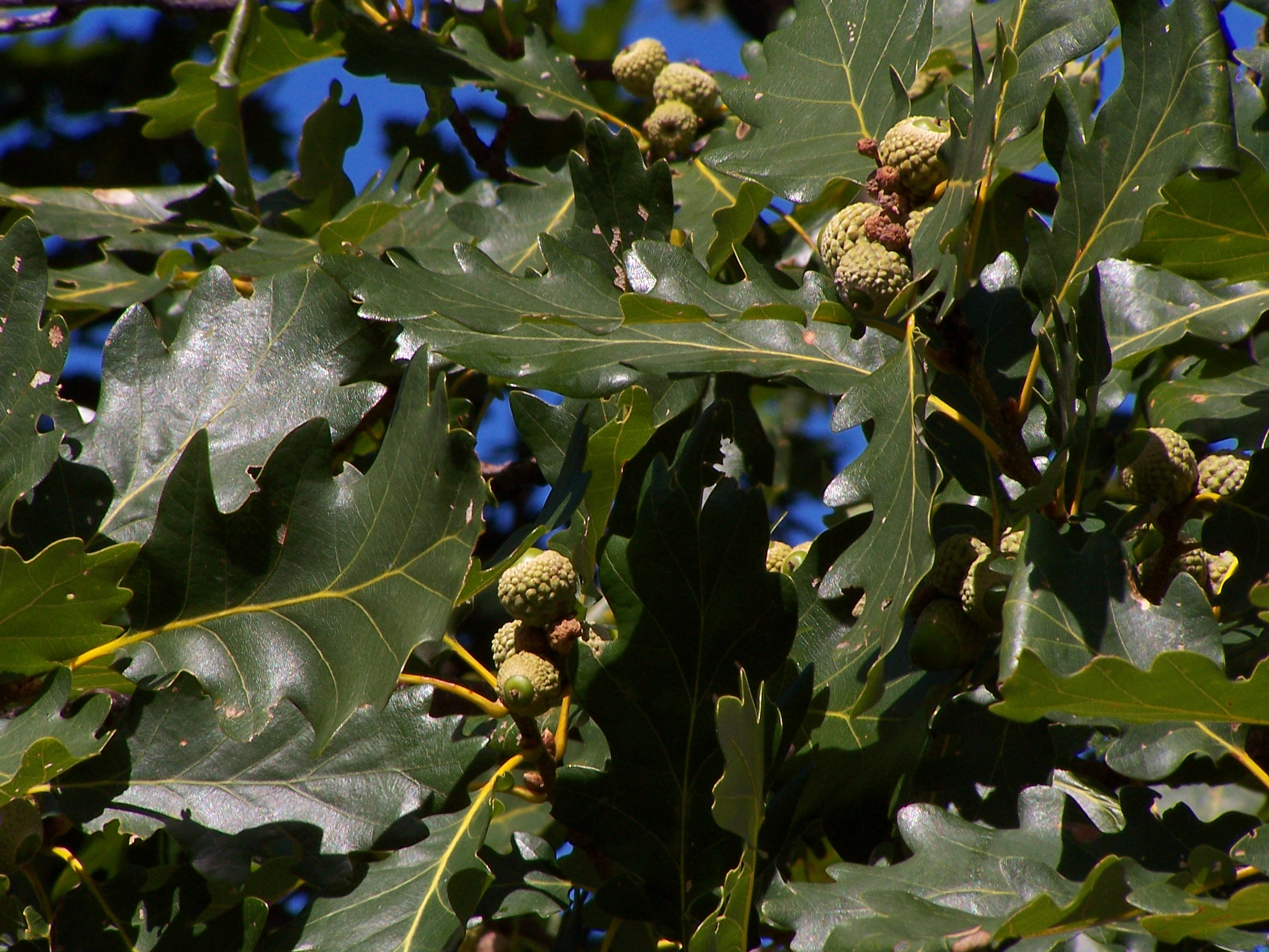Quercus kelloggii