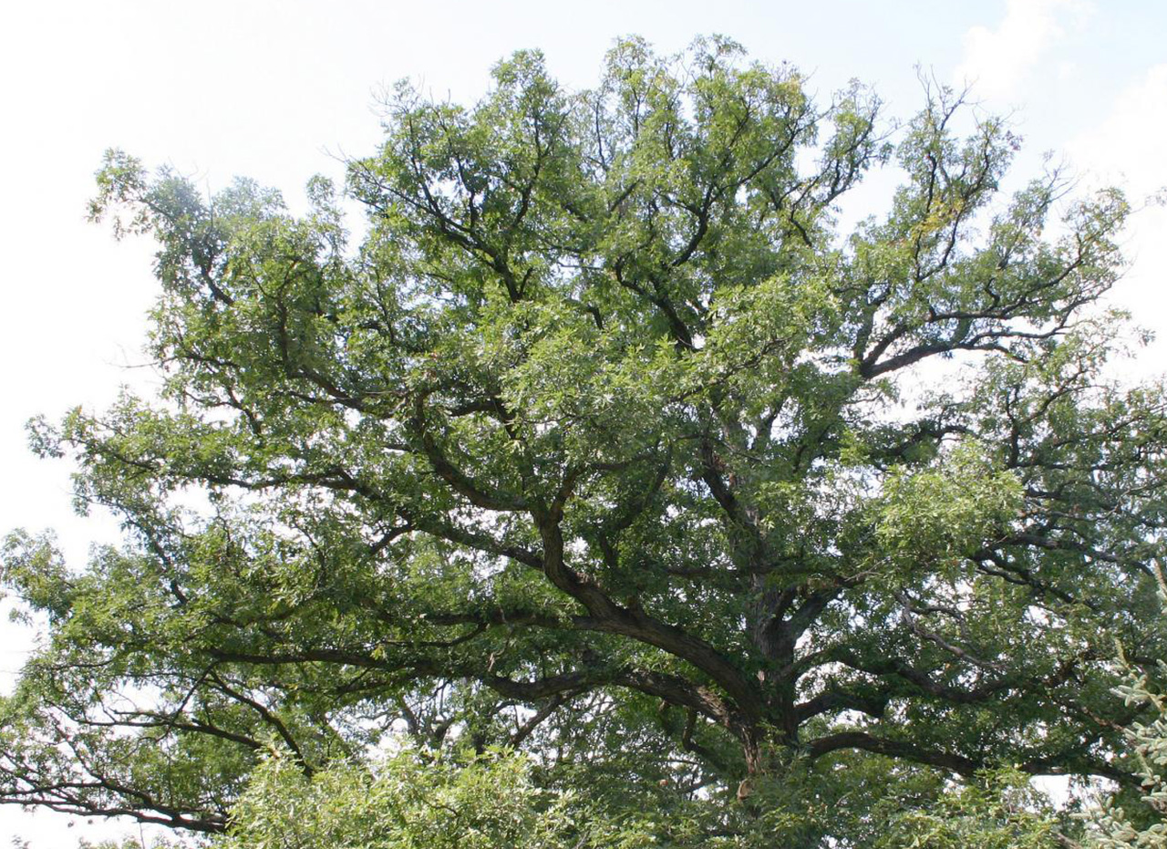 Quercus Alba – белый дуб