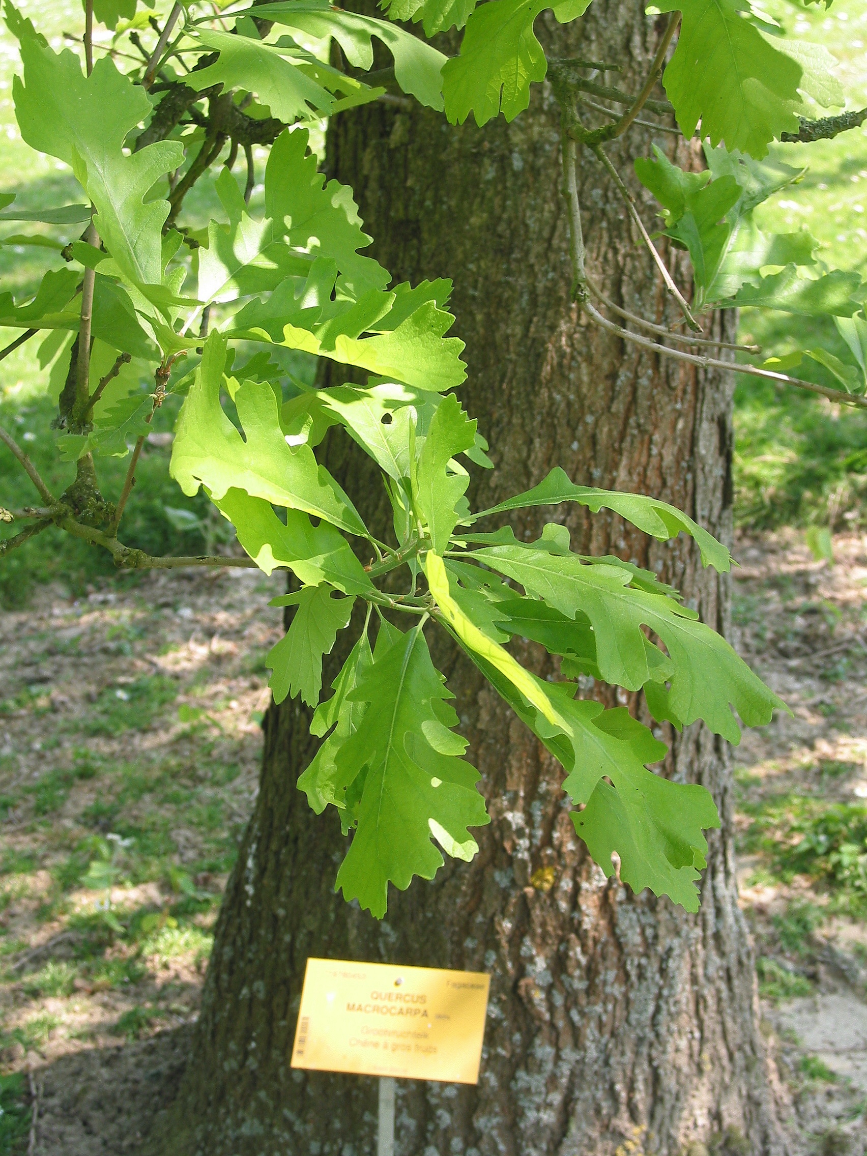 Дуб клёнолистный (Quercus acerifolia)