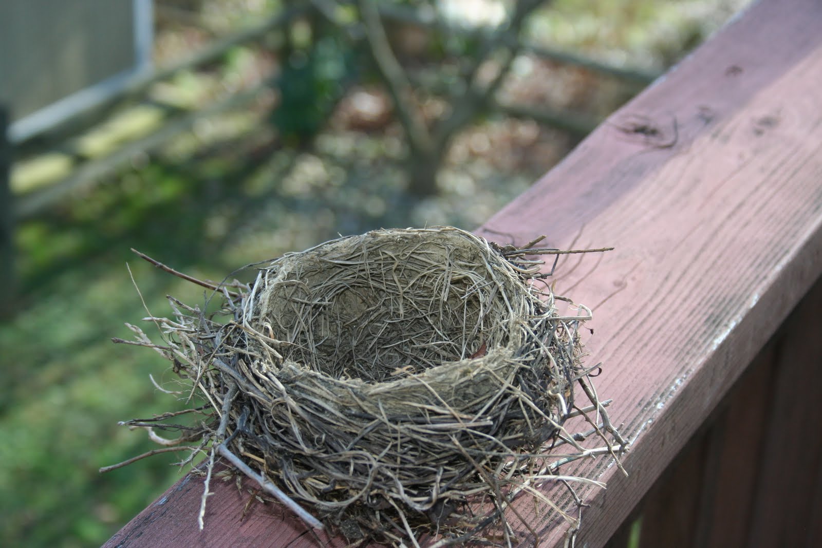 Птичье гнездо на дереве