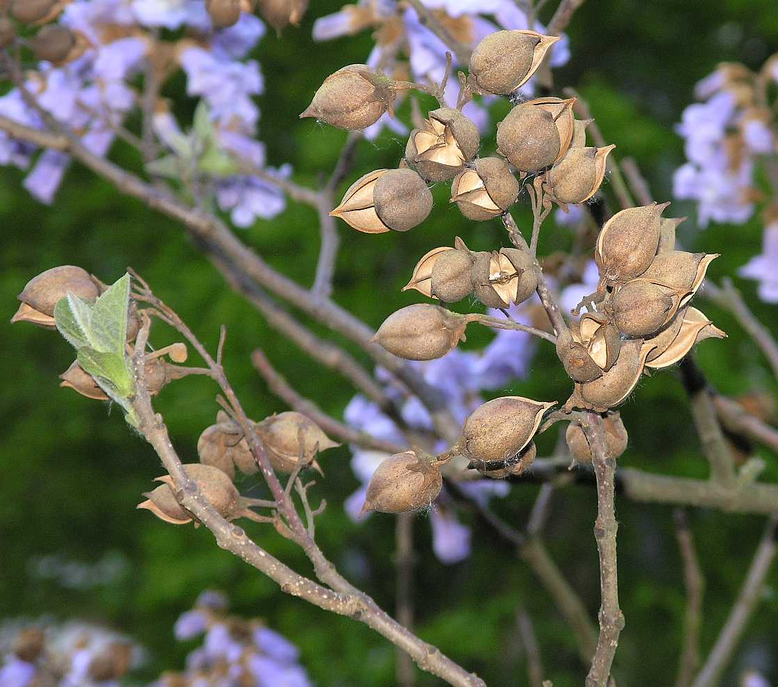Войлочная (Paulownia tomentosa)
