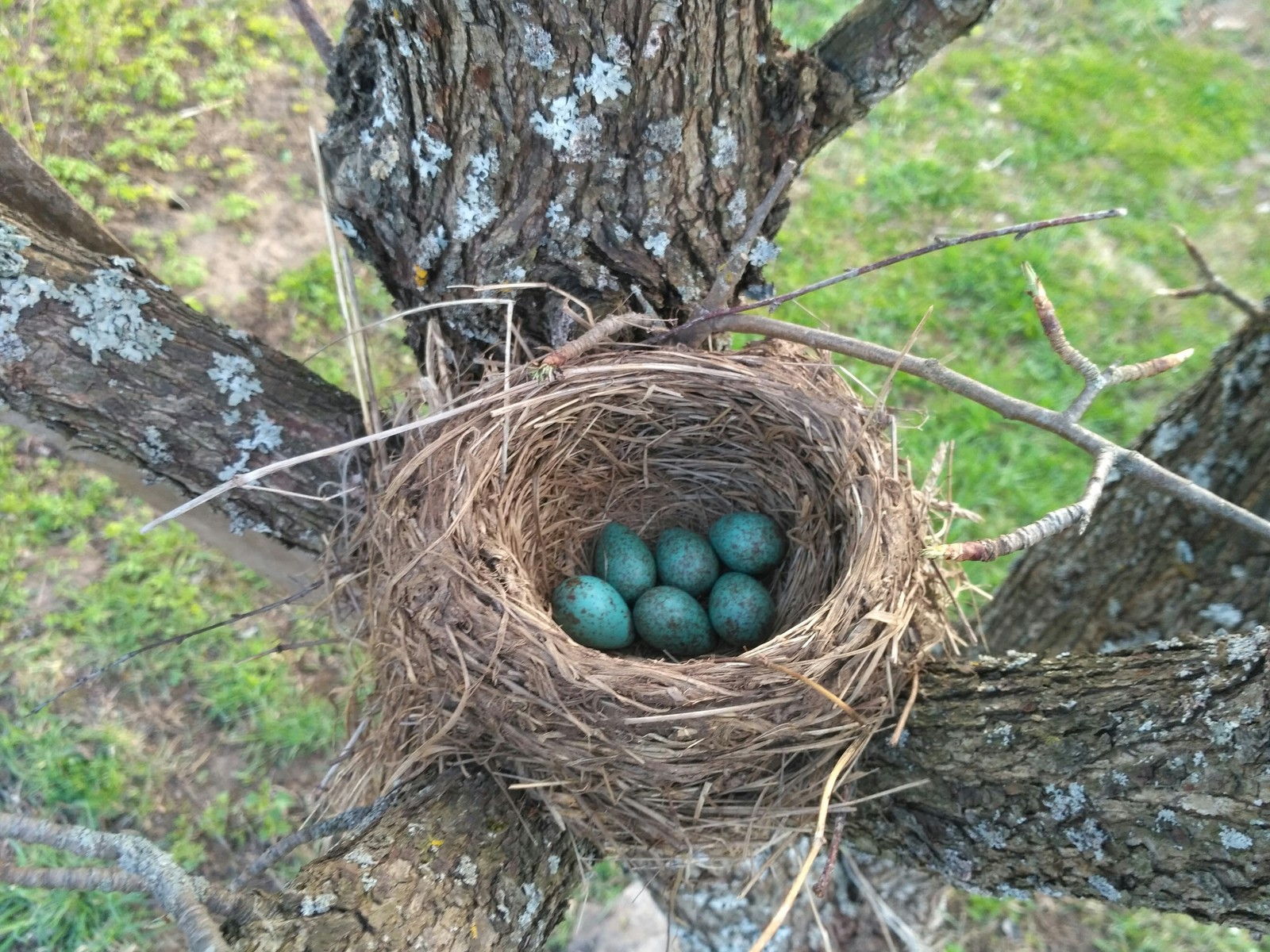Гнездо на дереве