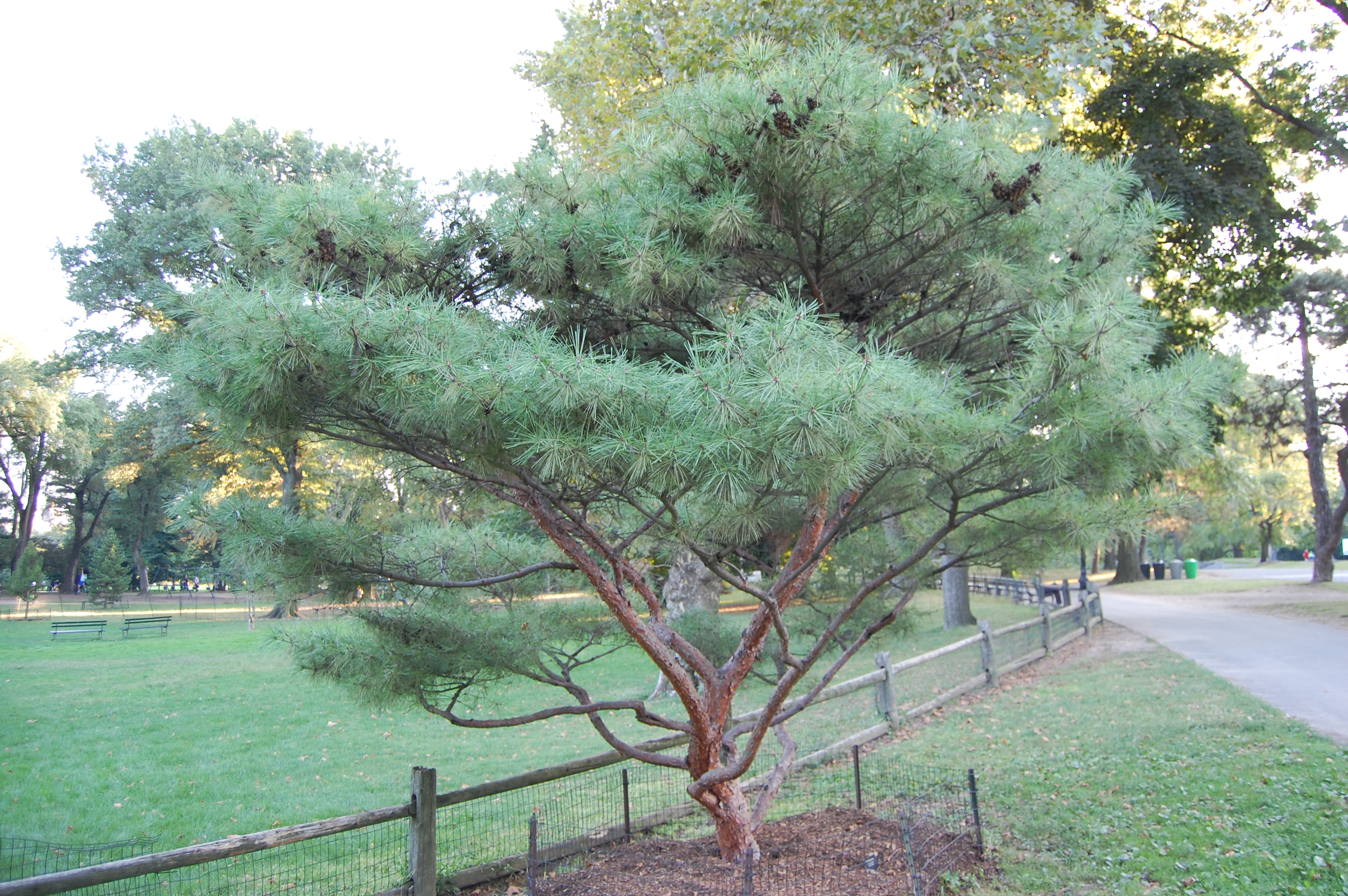 Pinus densiflora (сосна густоцветковая) 'Umbraculifera'