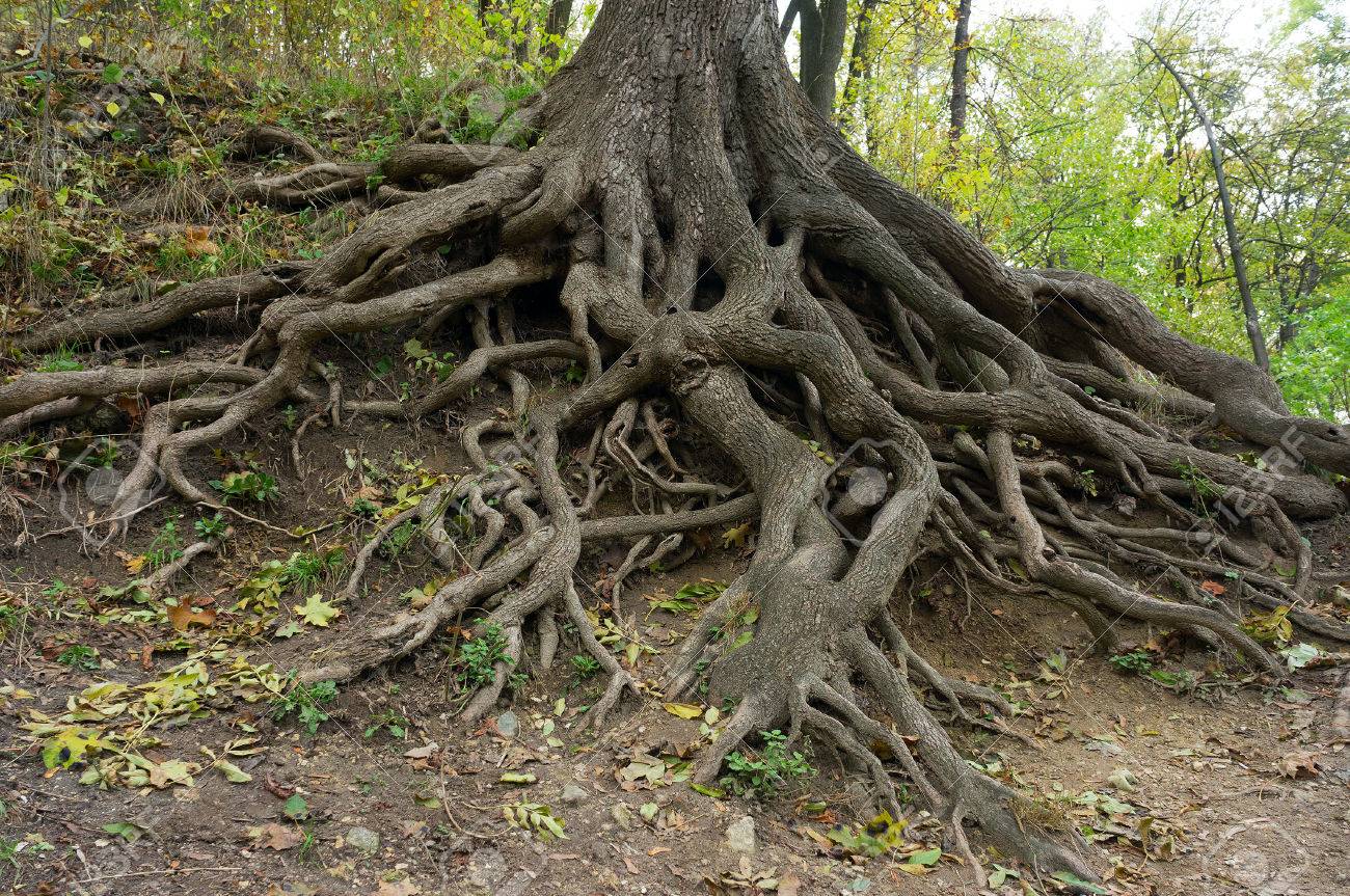 Старый дуб с корнями