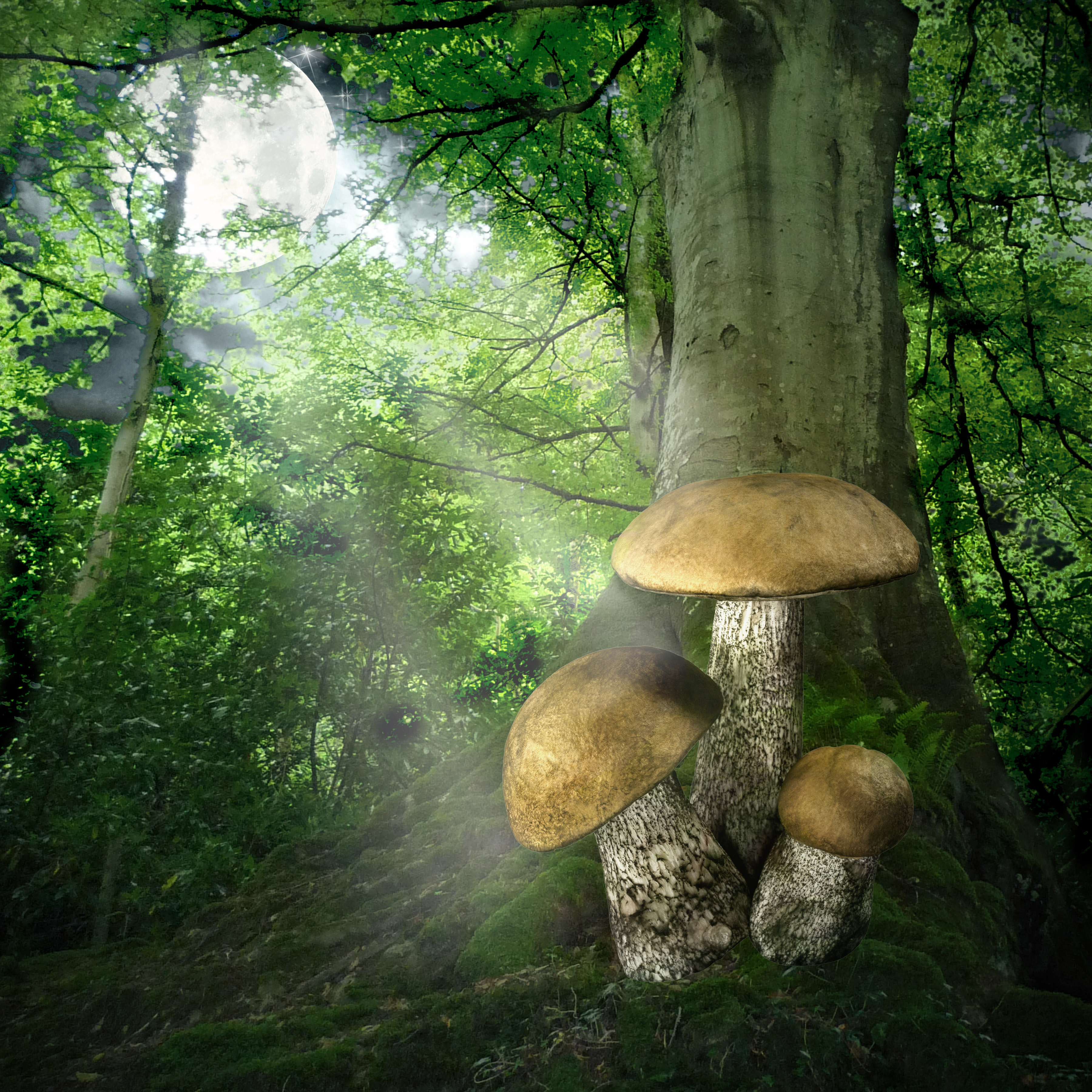 Лес деревья грибы