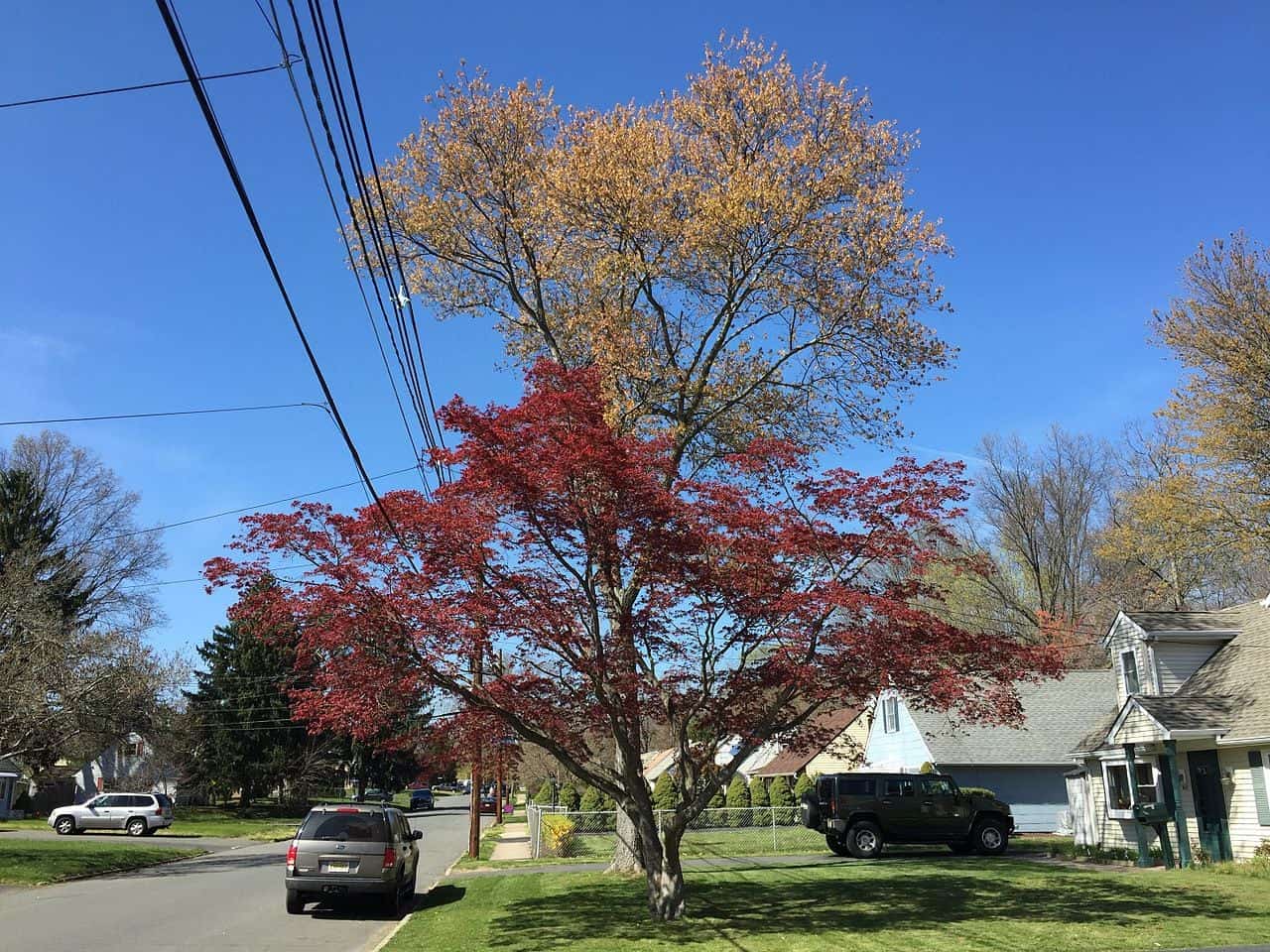 Деревья New Jersey