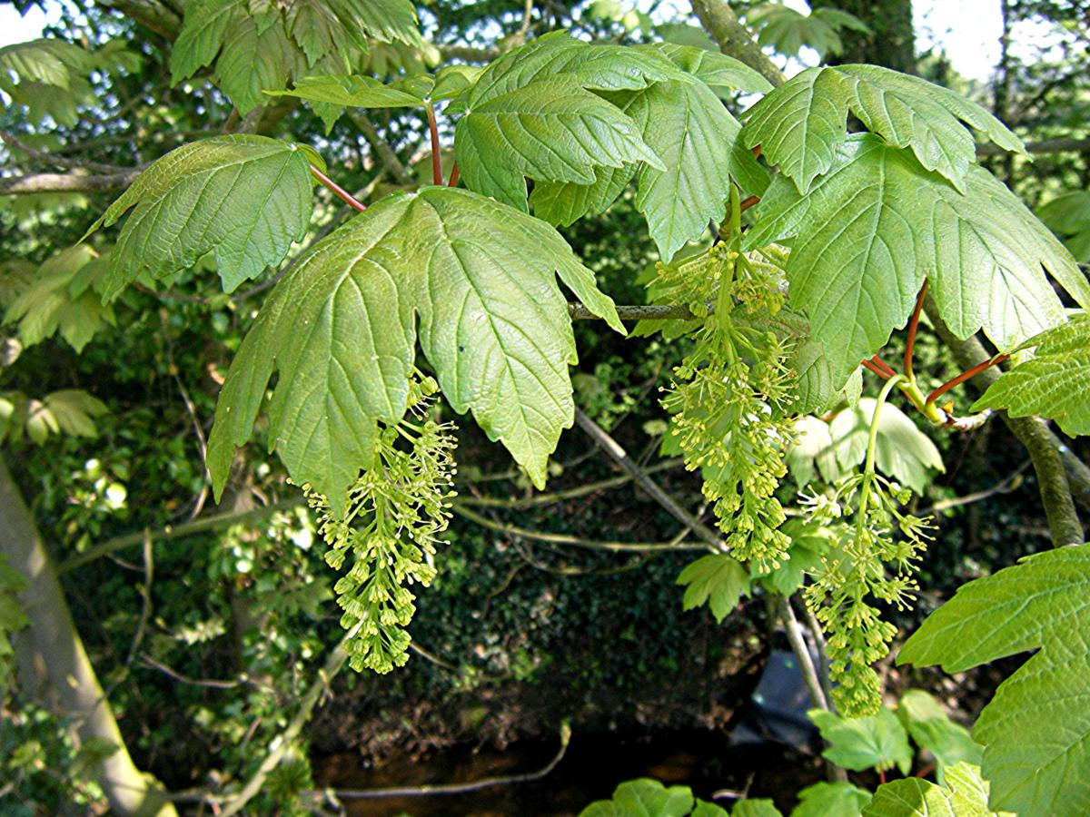 Клен Acer pseudoplatanus (Явор)