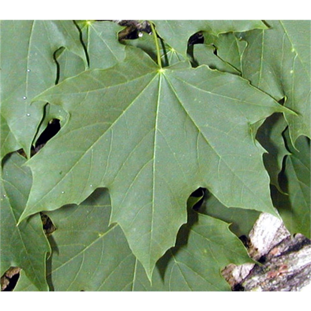 Клен Ложноплатановый, или белый (Явор) - Acer pseudoplatanus l.