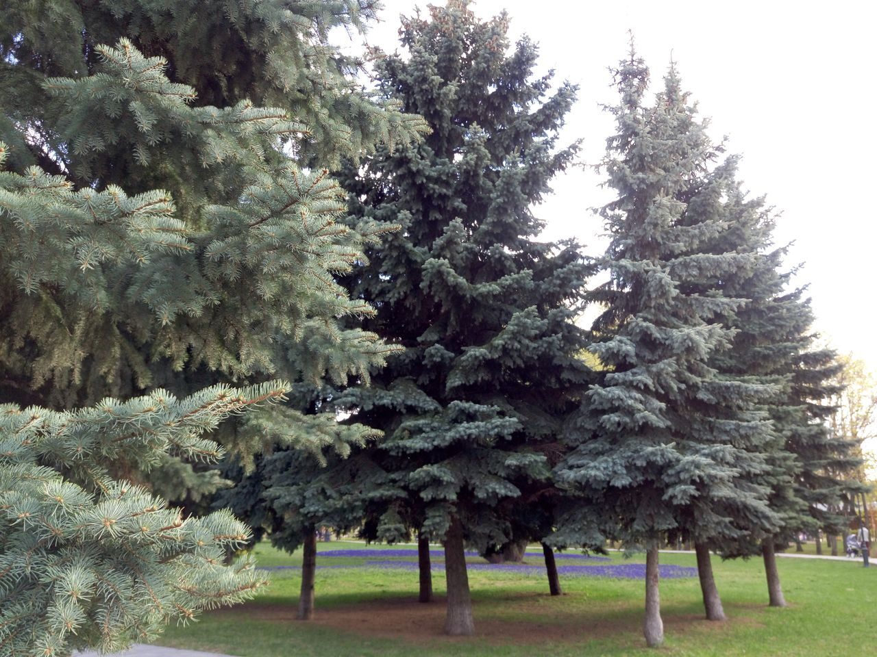Деревья Подмосковья фото