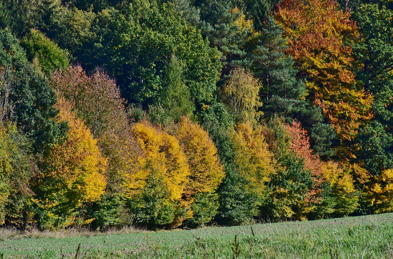 Осенний хвойно-широколиственный лес