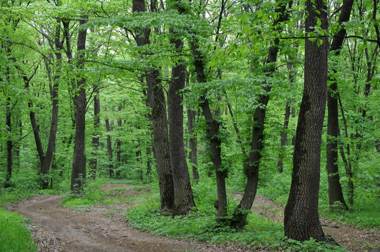 Дубово-грабовые леса Польша