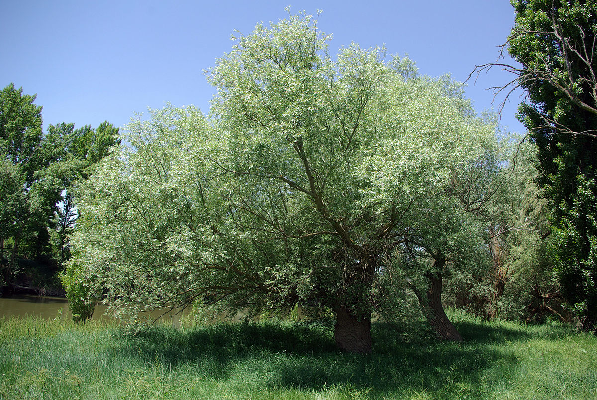 Дерево Ракита