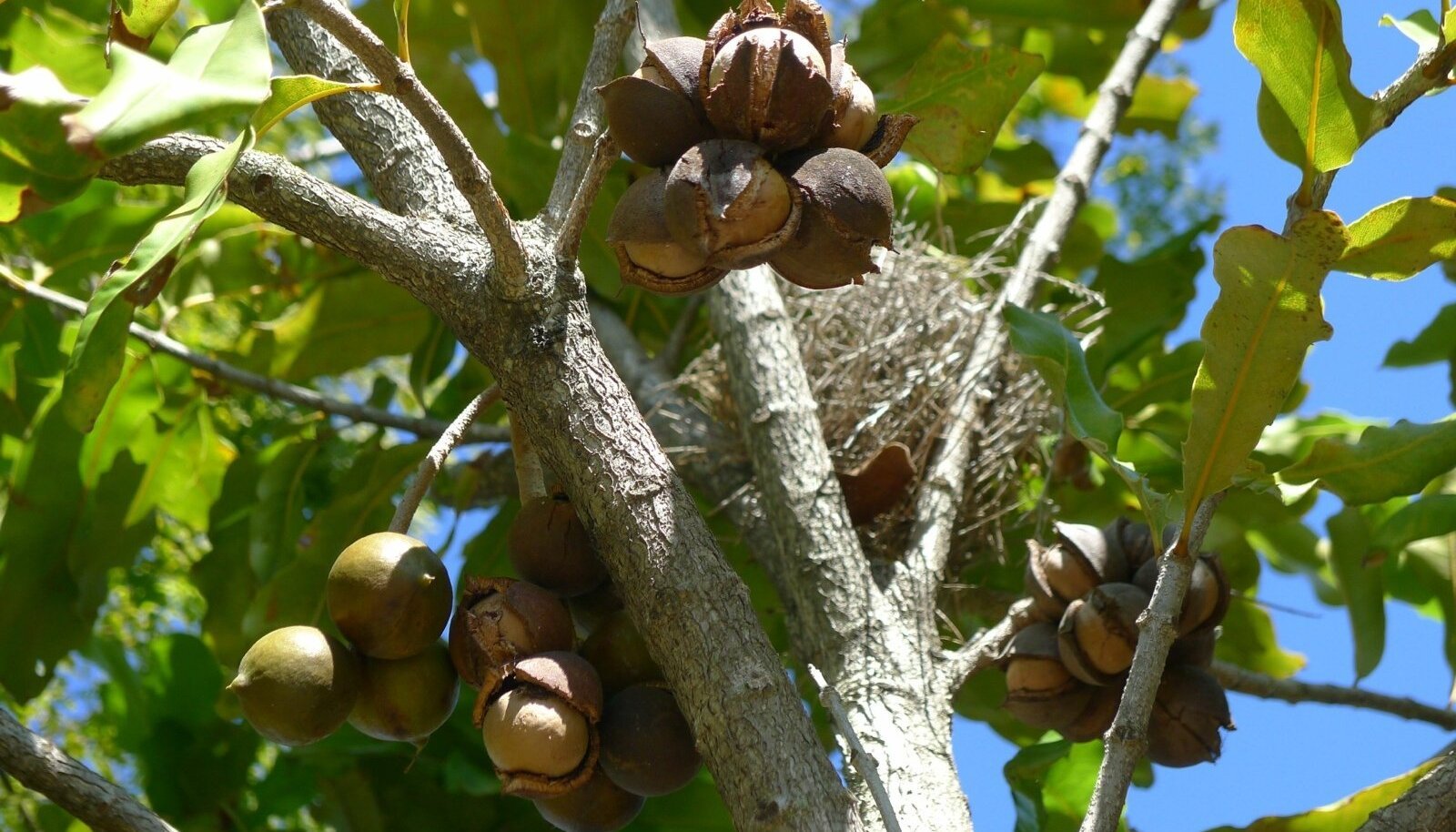 Макадамский орех дерево