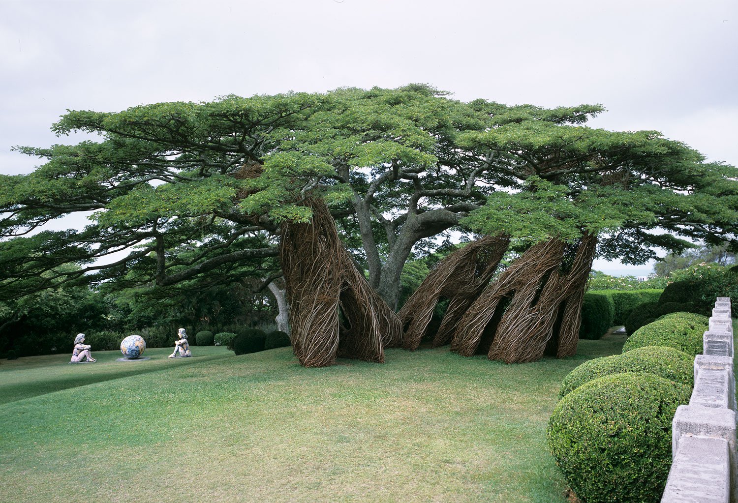 Необычные Деревья