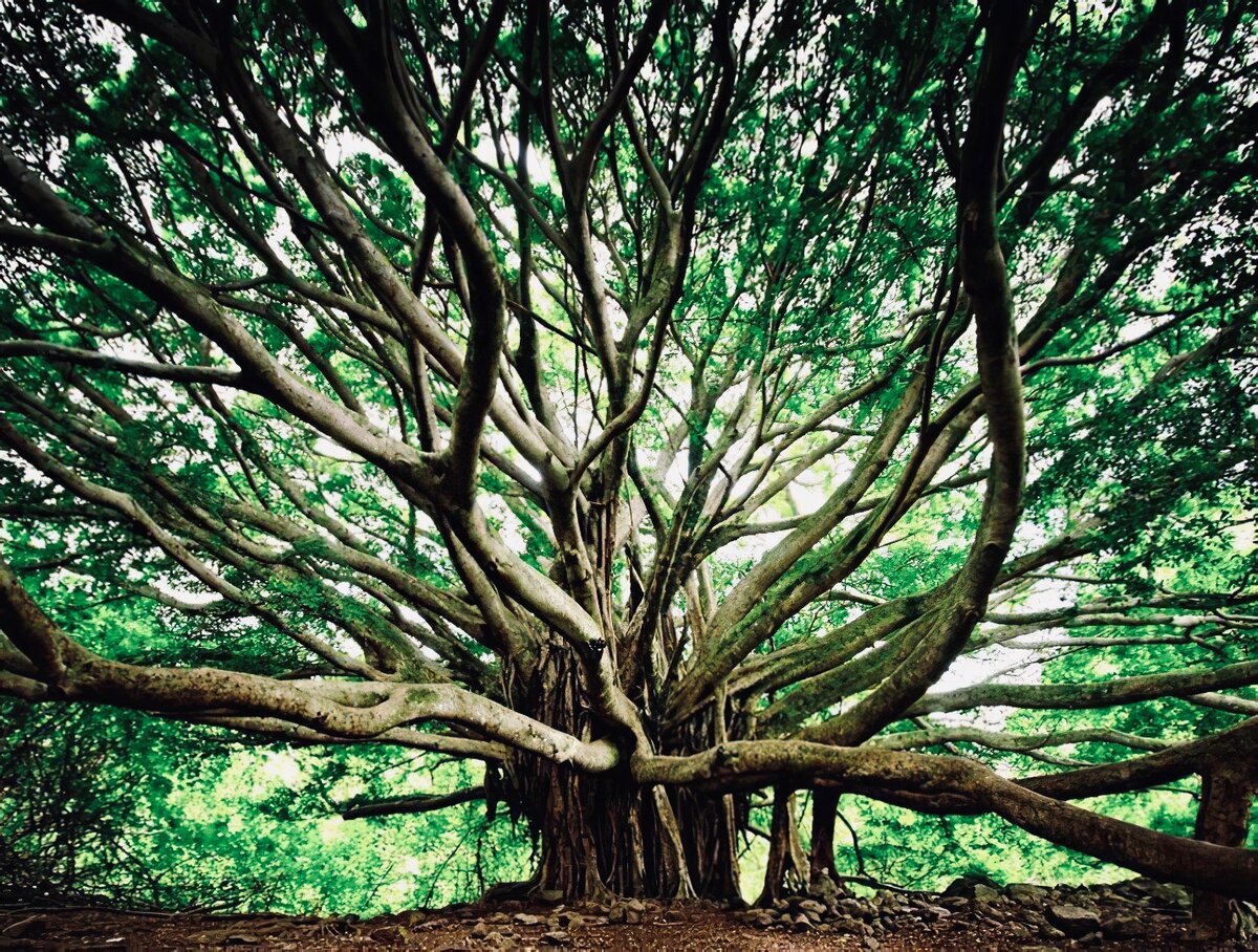 Баньян дерево