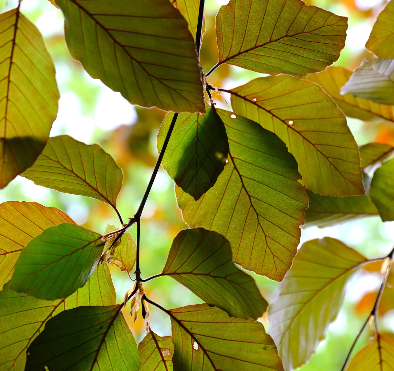 красивые листья деревьев картинки