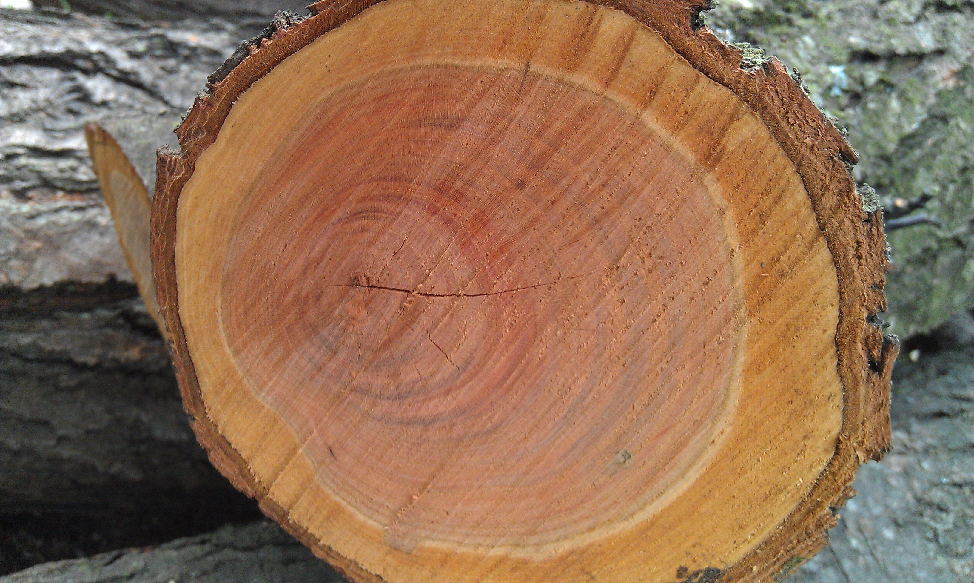 Заболонь древесины это дуб